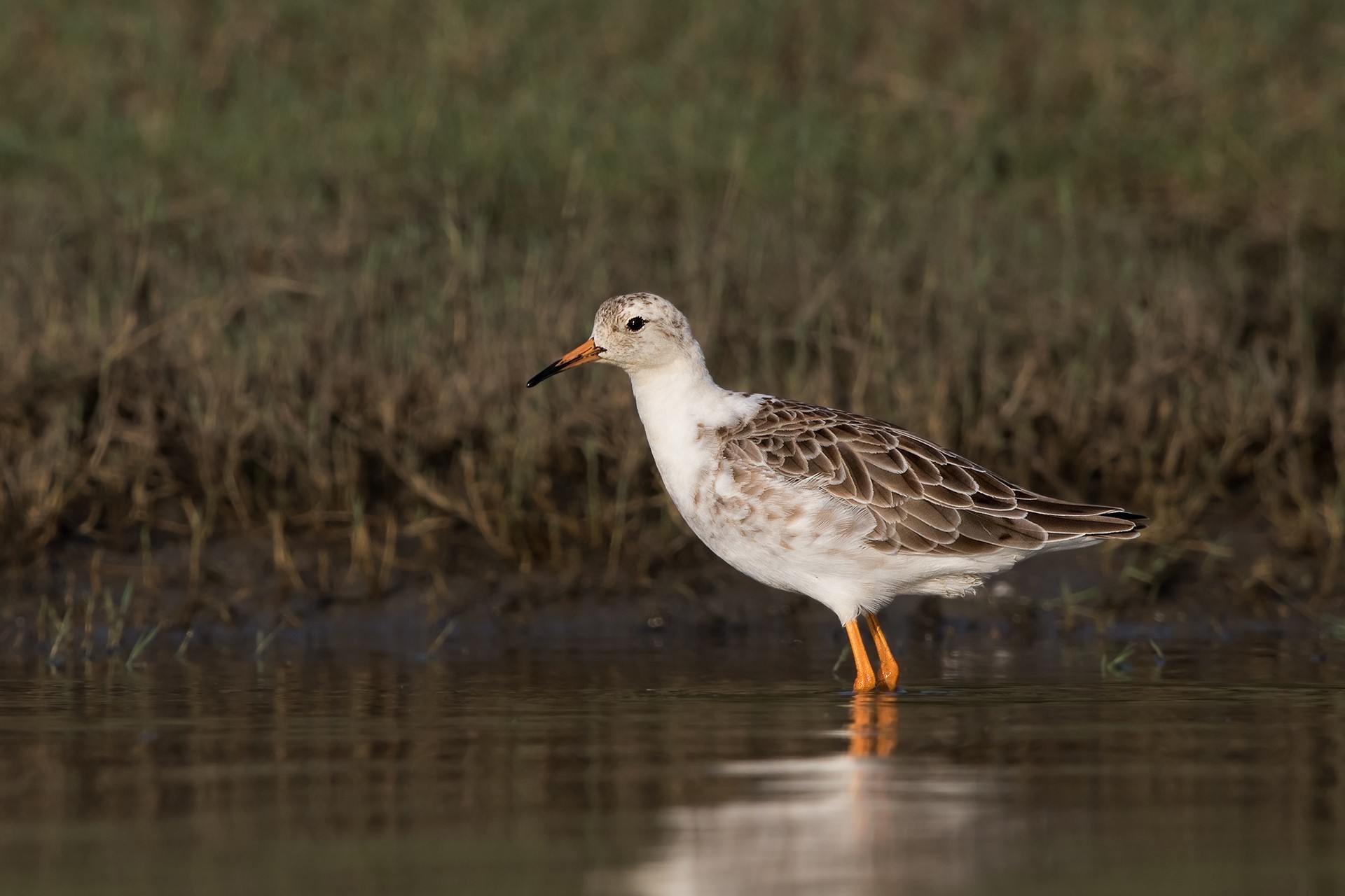Ruffs Philomachus pugnax