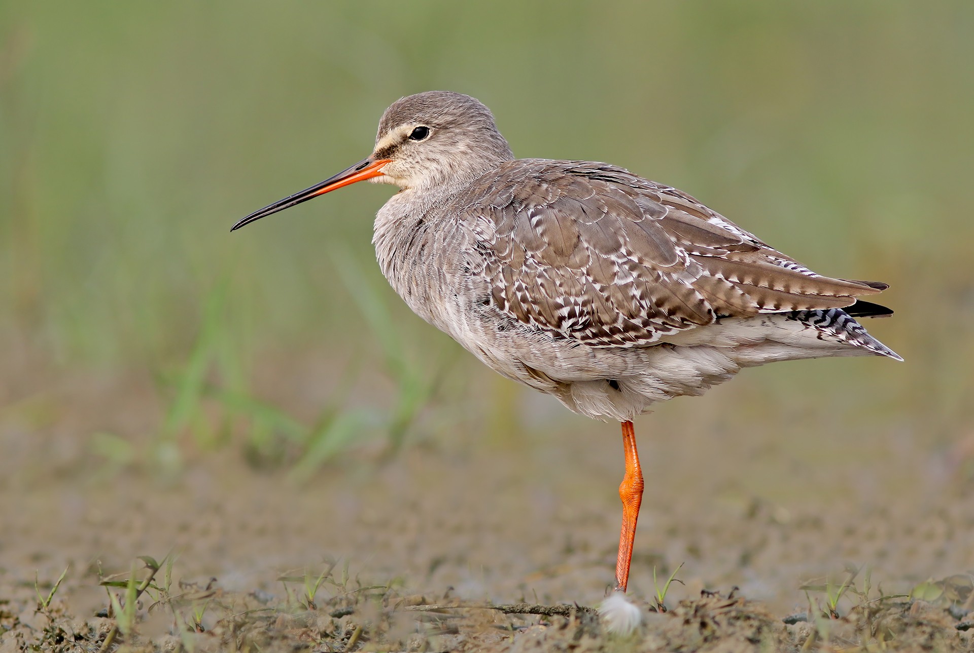 Spotted Redshank Tringa erythropus
