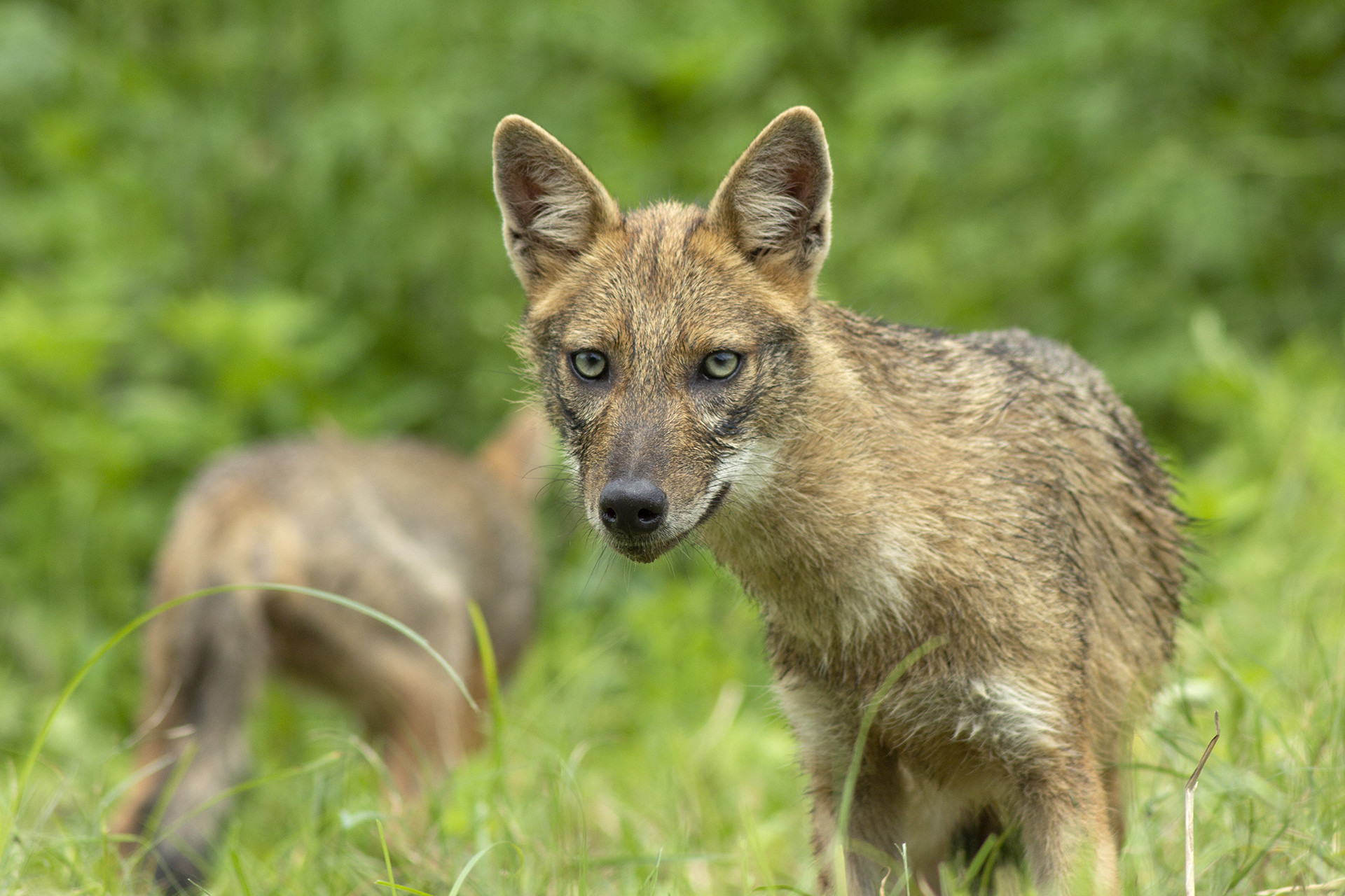 Ganeshc img - A Wildlife Enthusiast's Journey Towards Conservation | Nature inFocus