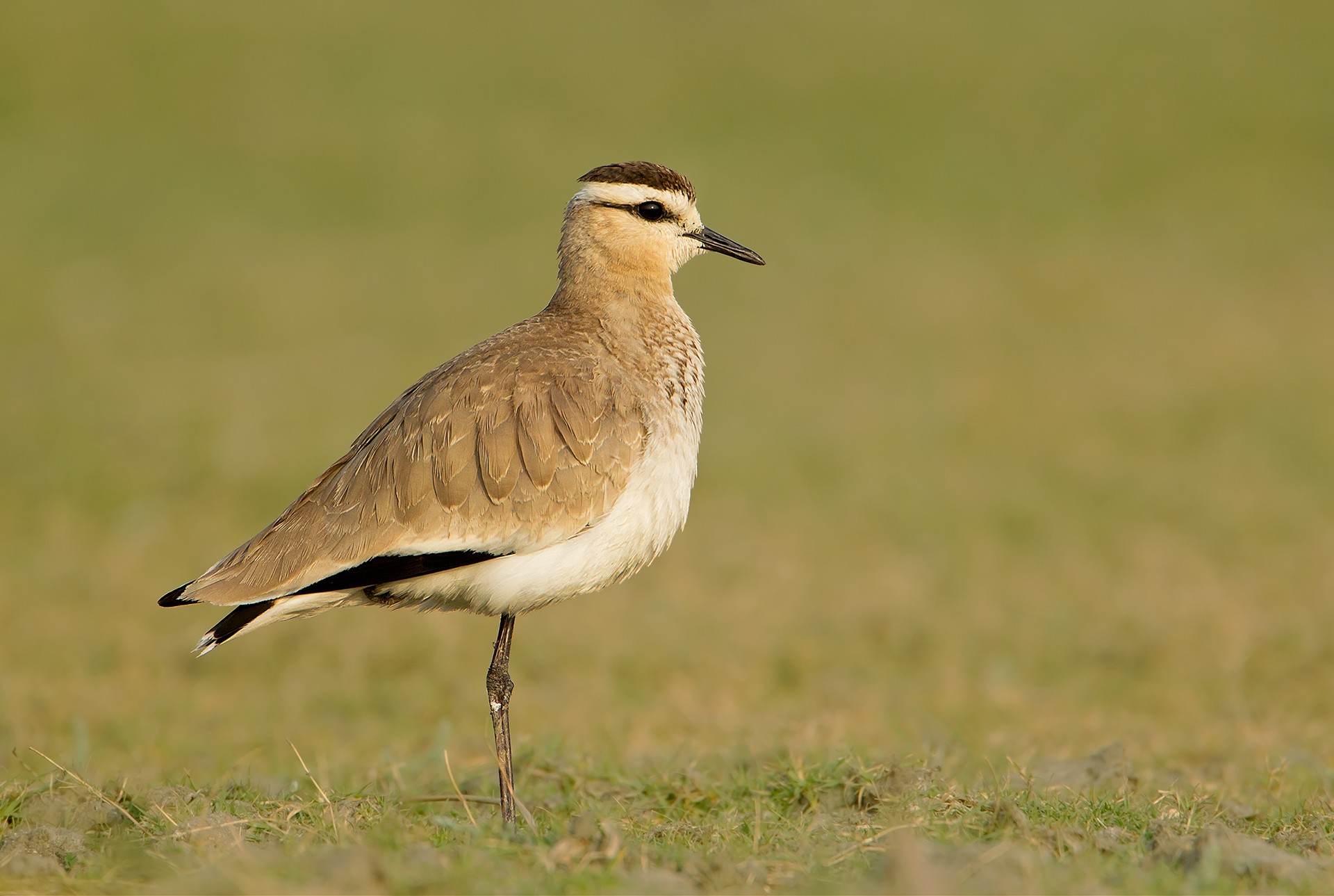 Sociable Lapwing Vanellus gregarius