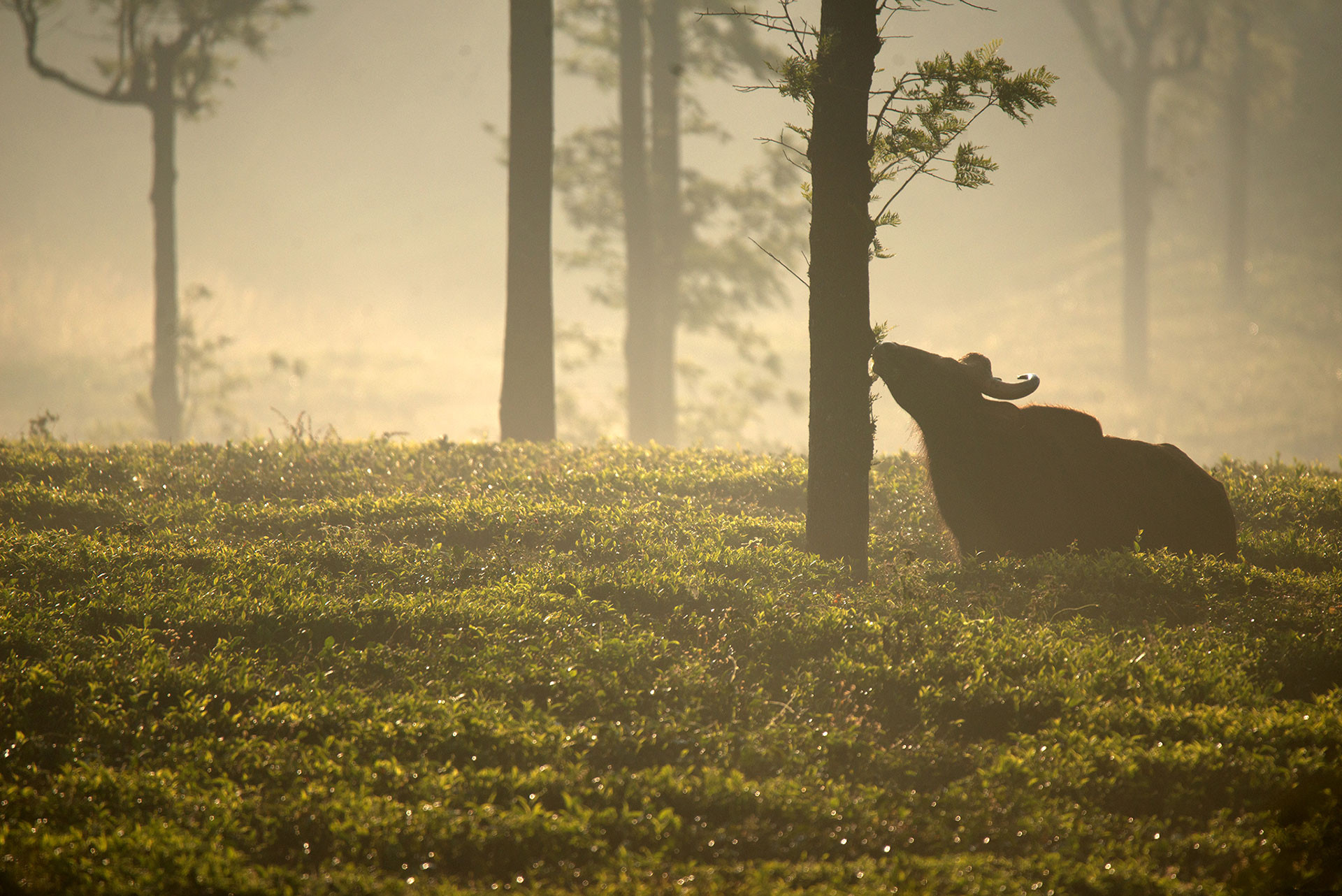      Gaur GAN     | Nature Infocus