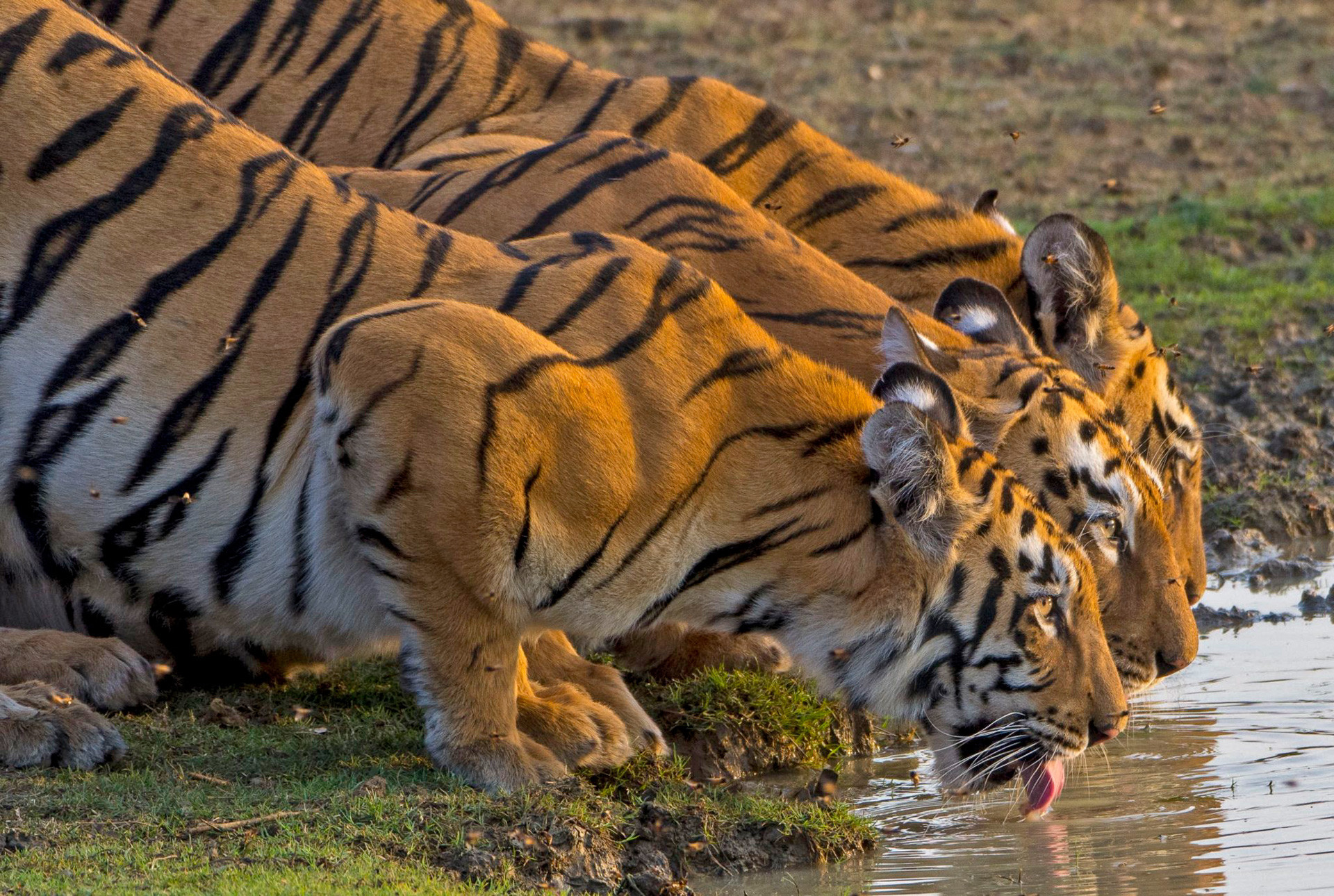 Tigers drinking water at the watering hole in Tadoba Tiger Reserve