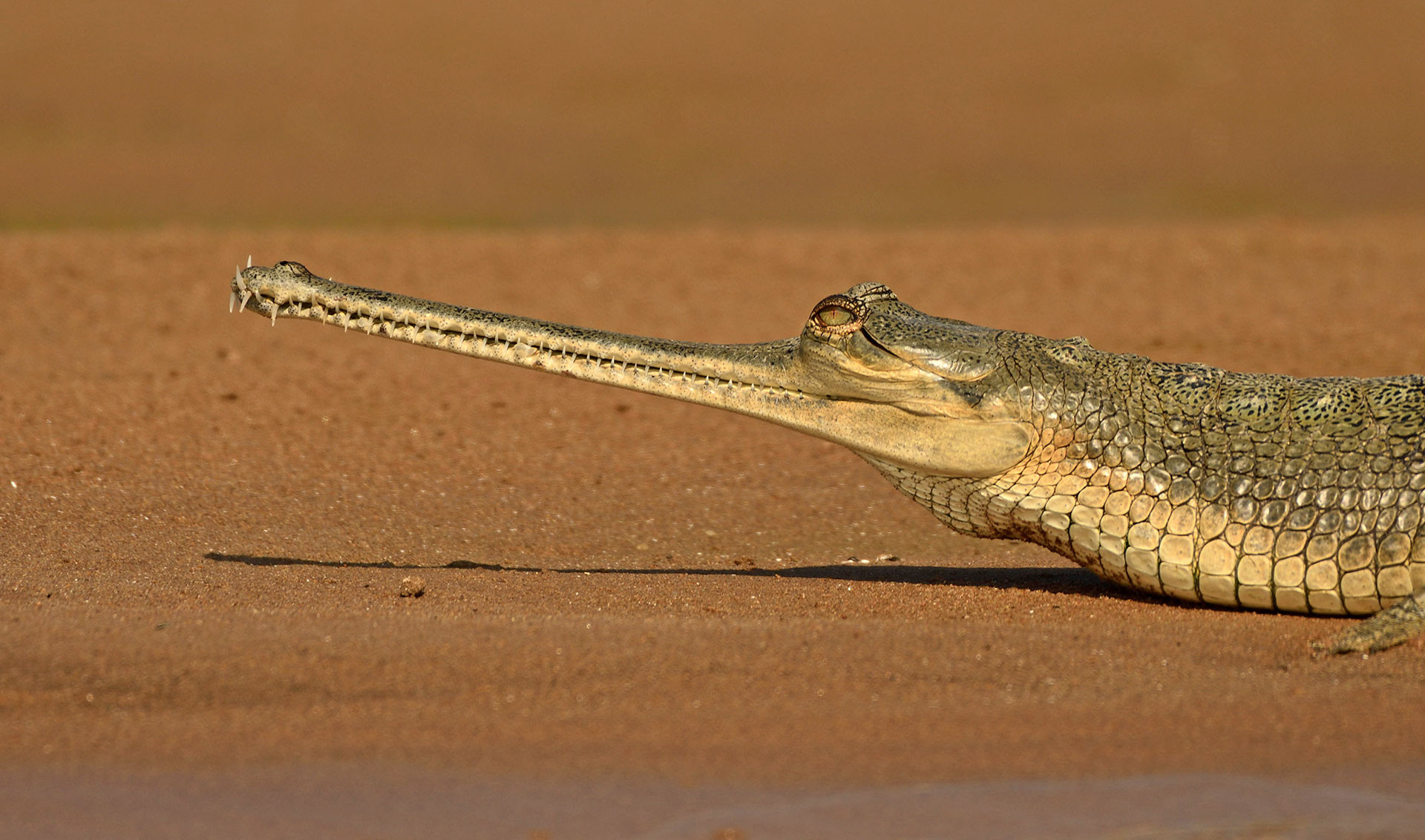      gharial Neel Gadikar       | Nature Infocus