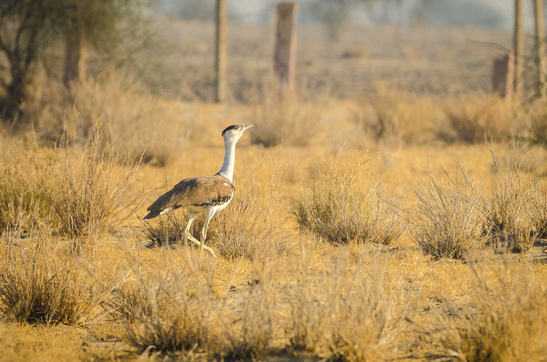 Great Indian Bustard from Desert National Park 