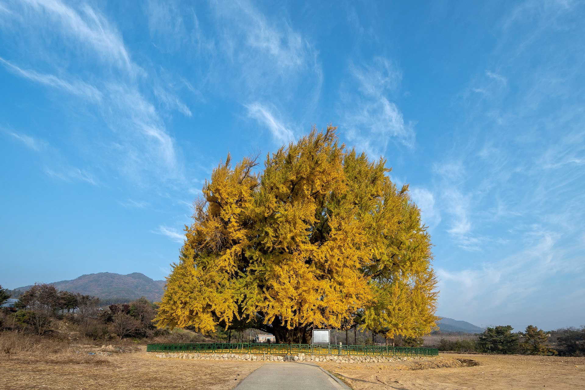 Ginkgo tree living fossil native to China 