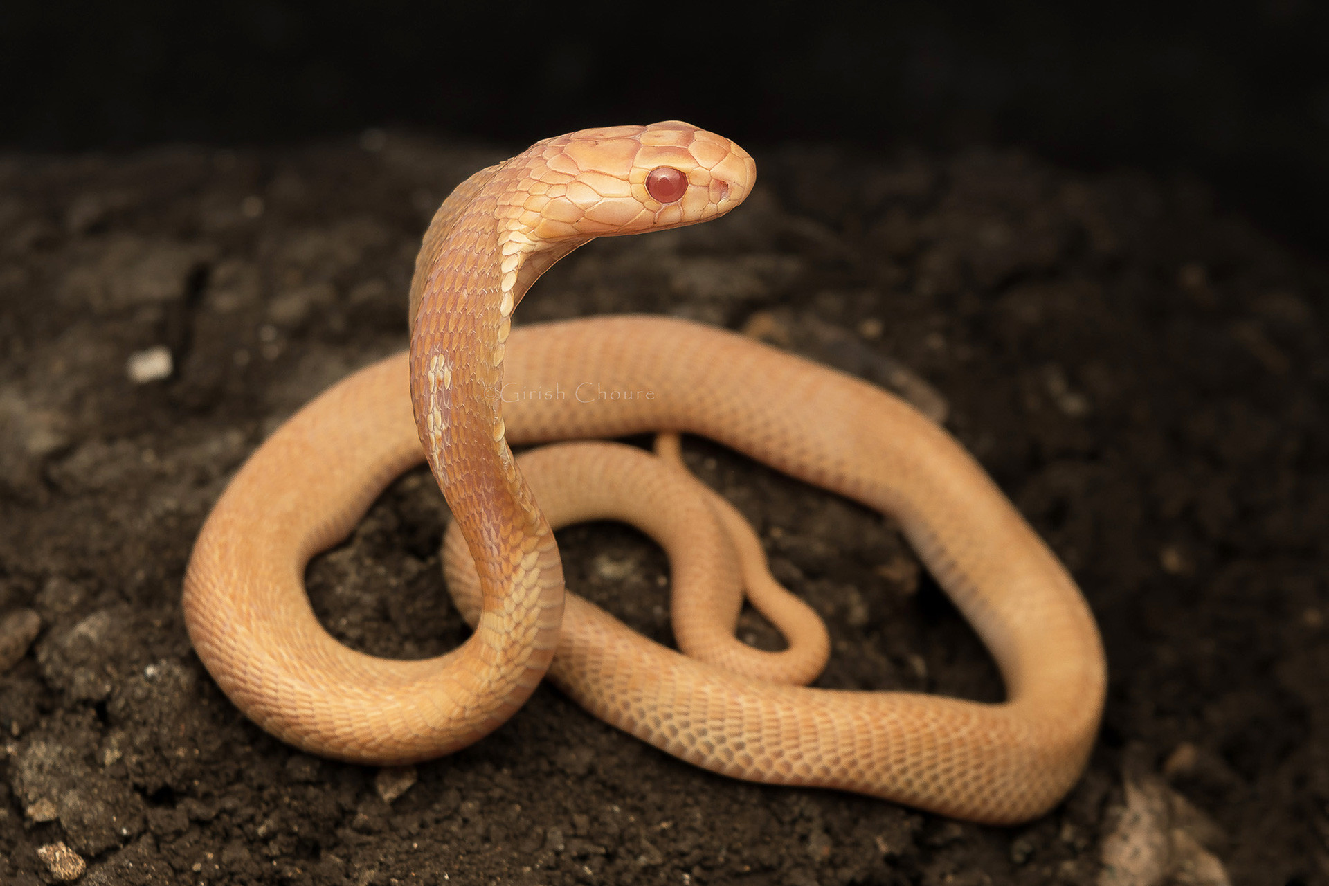 Albino Indian Cobra Naja Naja