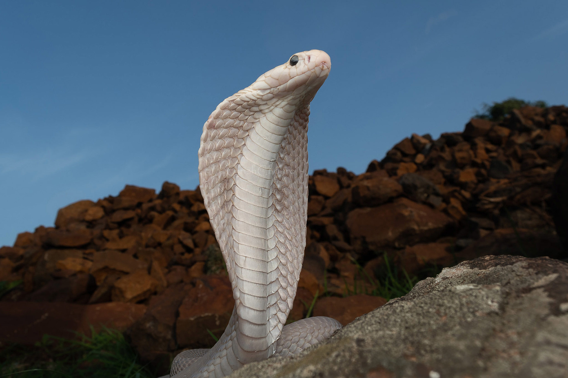 Leucistic Indian Cobra Naja naja