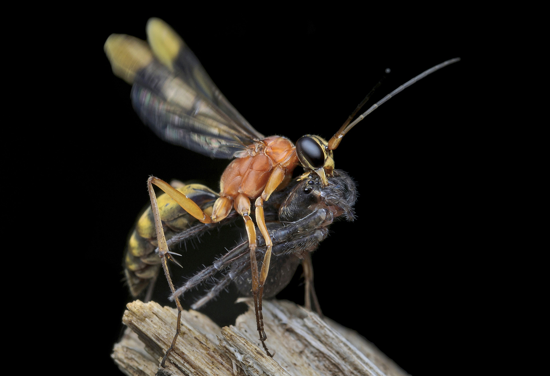 spider wasp hunting spider