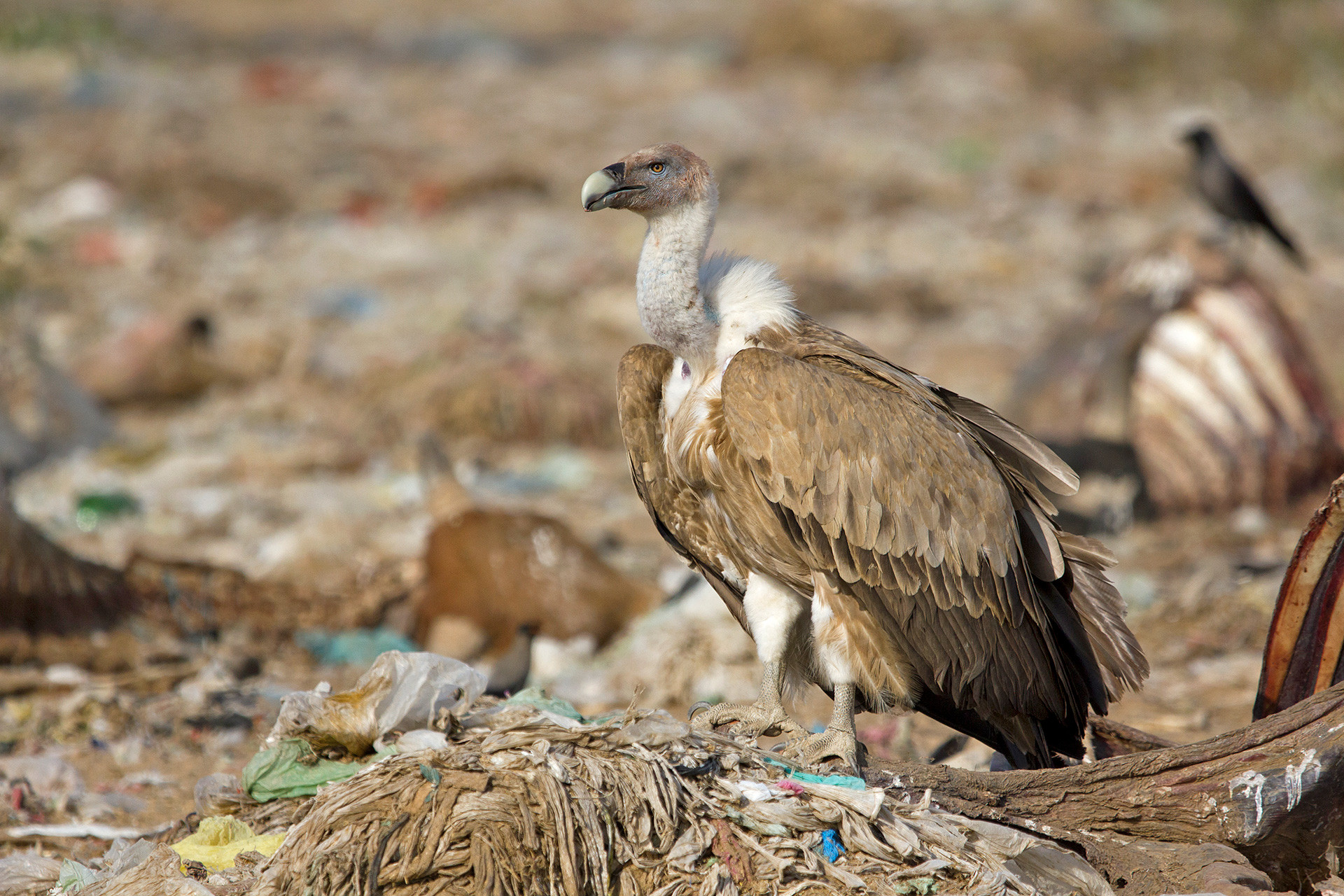 Griffon Vulture or Eurasian Griffon Gyps fulvus