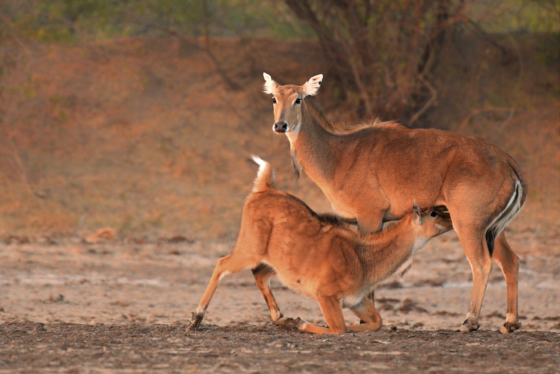 Nilgai mother and fawn in Little Rann of Kutch