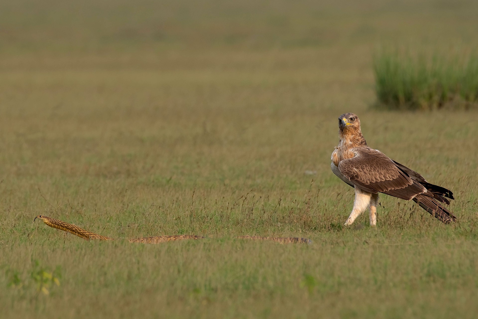 Gowathaman ganesan - Grassland Birds | Nature inFocus