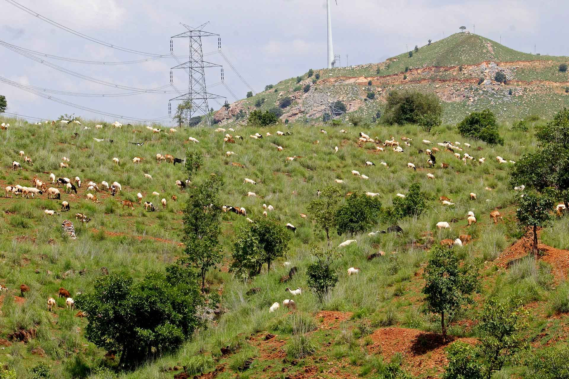      Grazing area | Nature Infocus