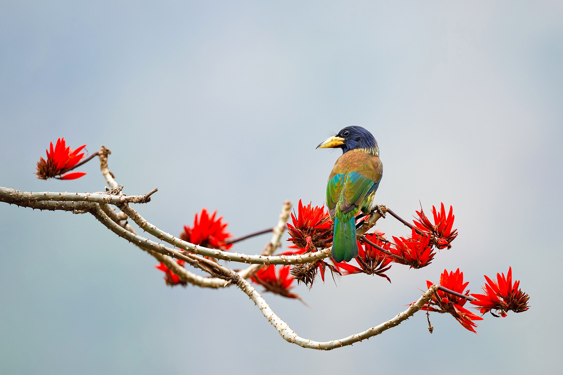 Great Barbet bird on Indian Coral Tree