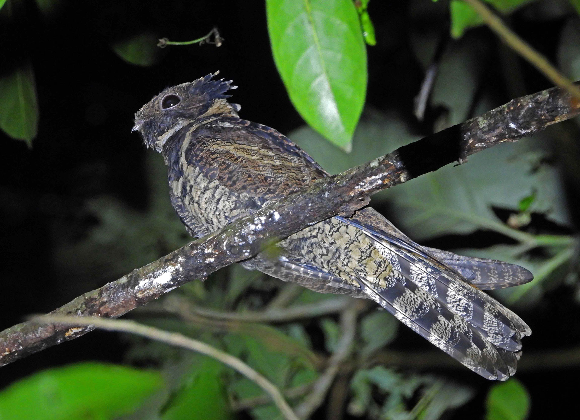 Great Eared-Nightjar (Lyncornis macrotis) | Nature inFocus