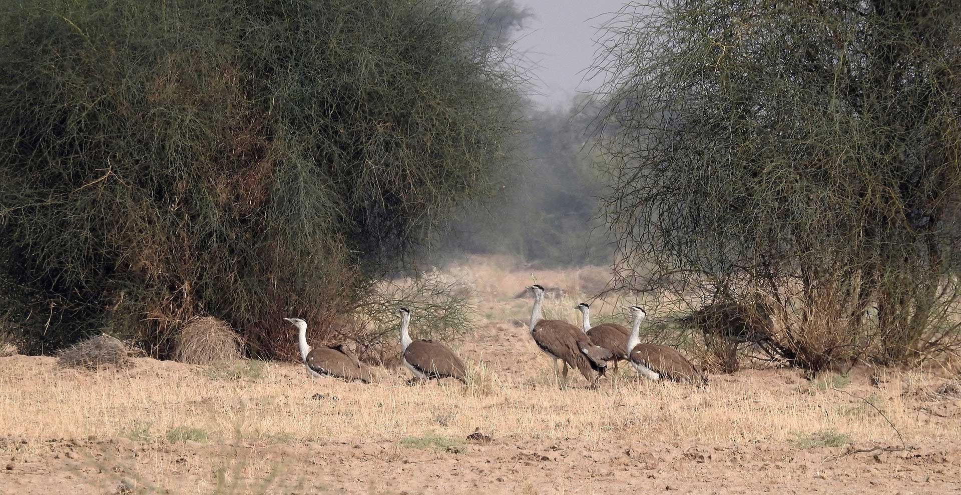 Critically endangered Great Indian Bustards in Desert National Park