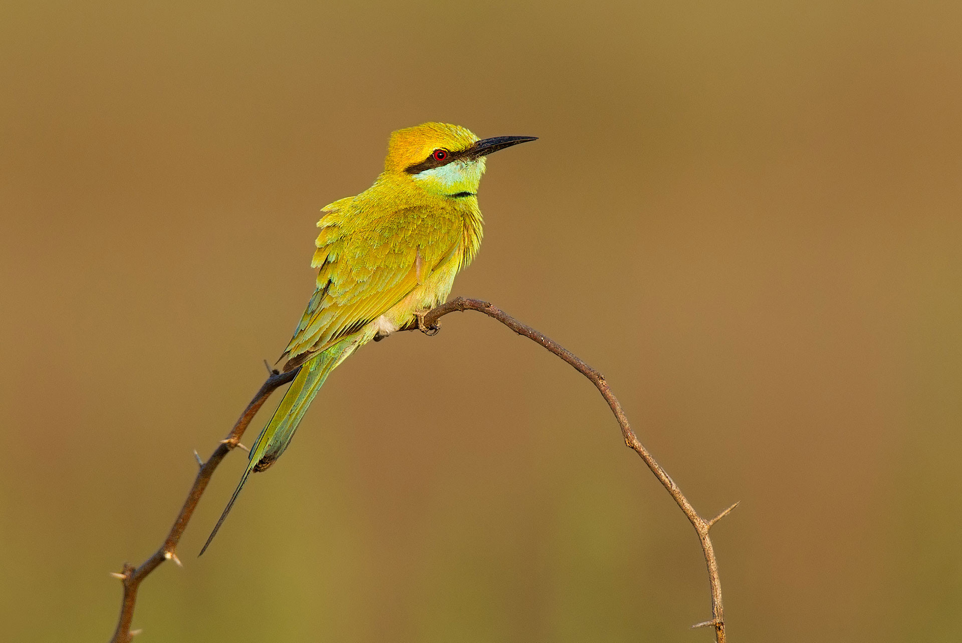 Green Bee-eater