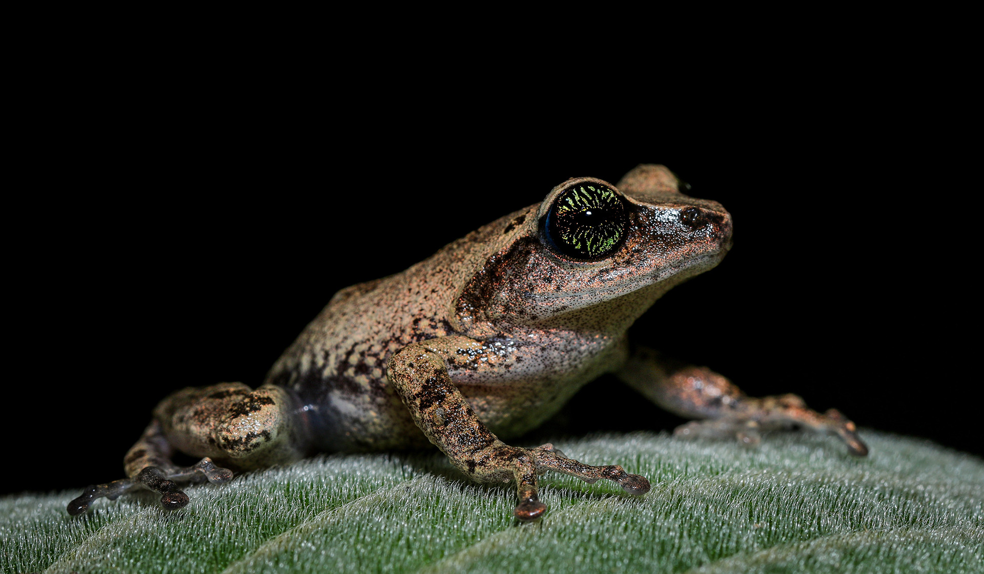 Green-eyed Bush Frog Raorchestes chlorosomma