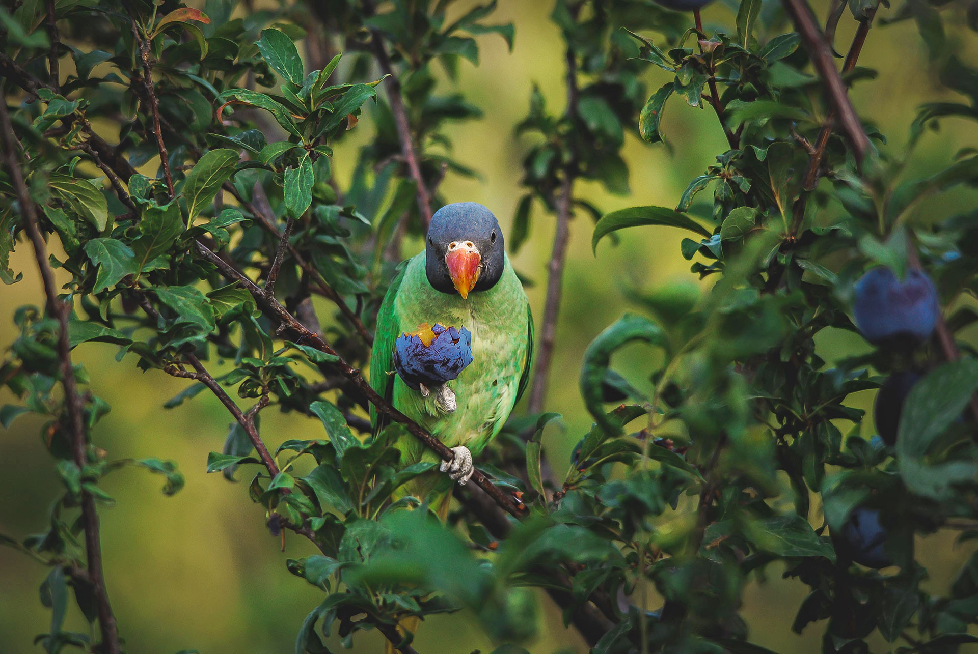 grey headed varad tiwari | Nature Infocus
