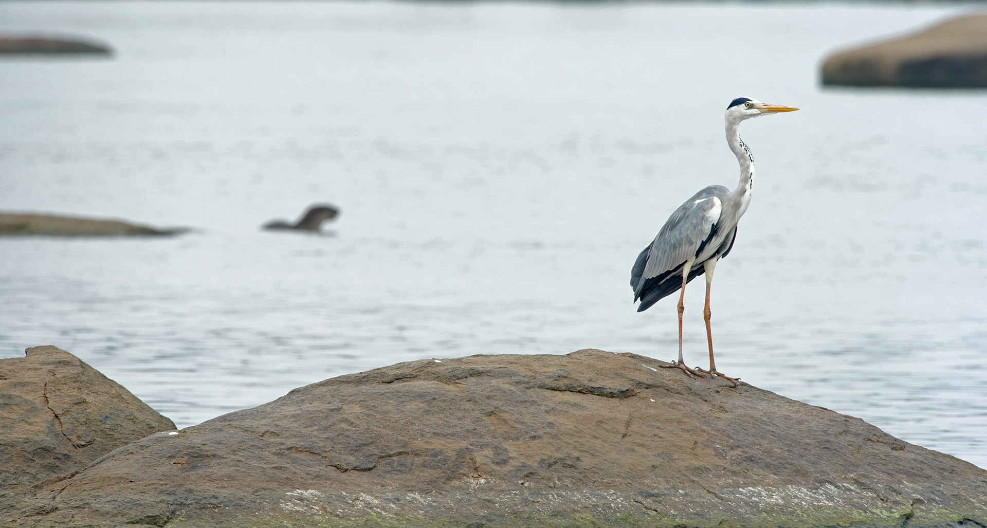 Grey heron otter - Otterly Beautiful | Nature inFocus