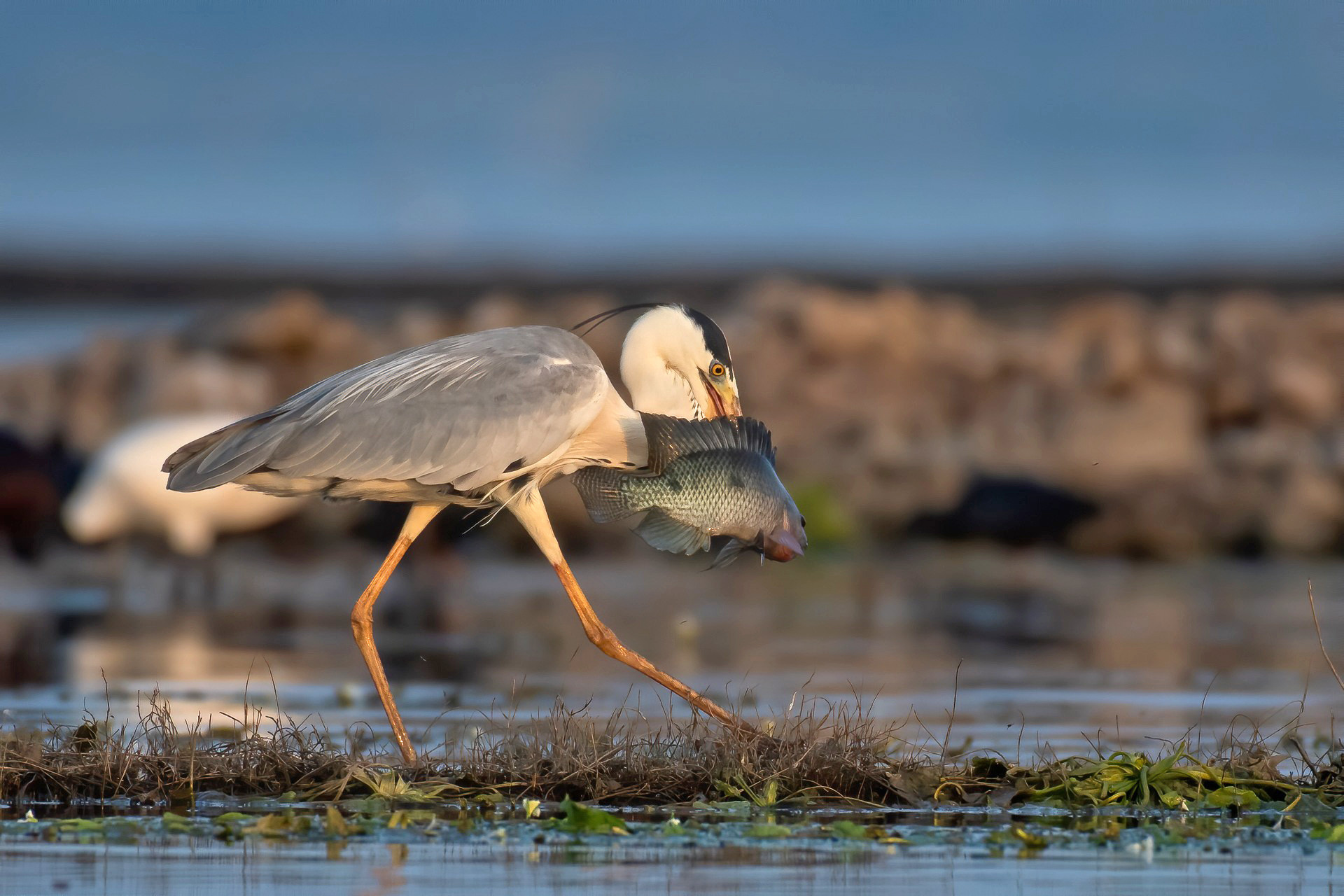 Grey Heron feeding on fish in a wetland