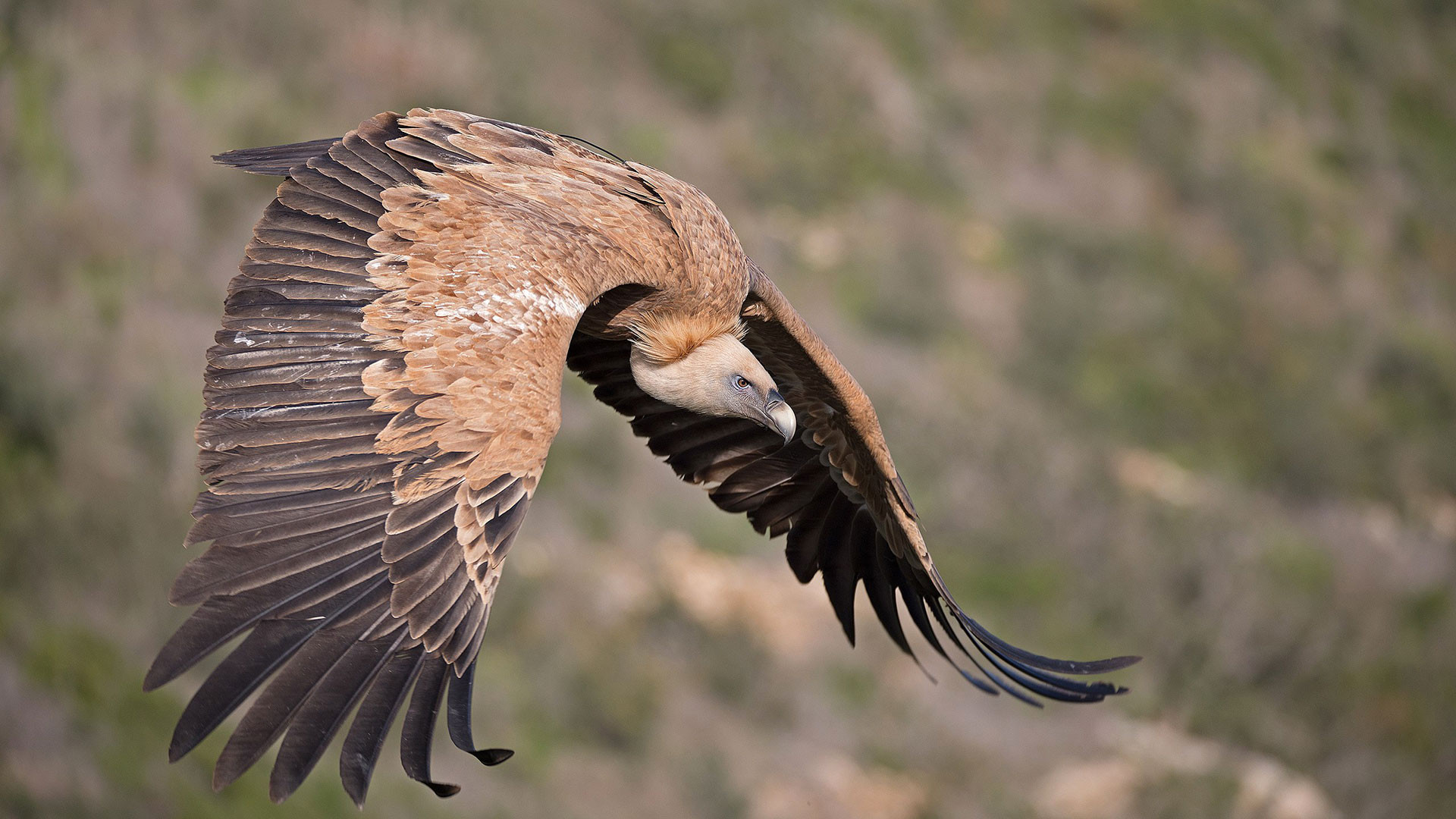 Near threatened Himalayan Griffon Vulture in flight