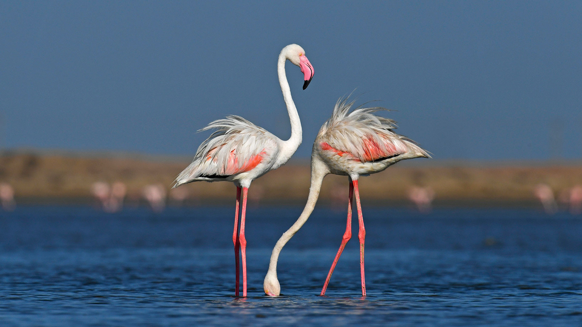 Greater Flamingo (Phoenicopterus roseus) | Nature Infocus