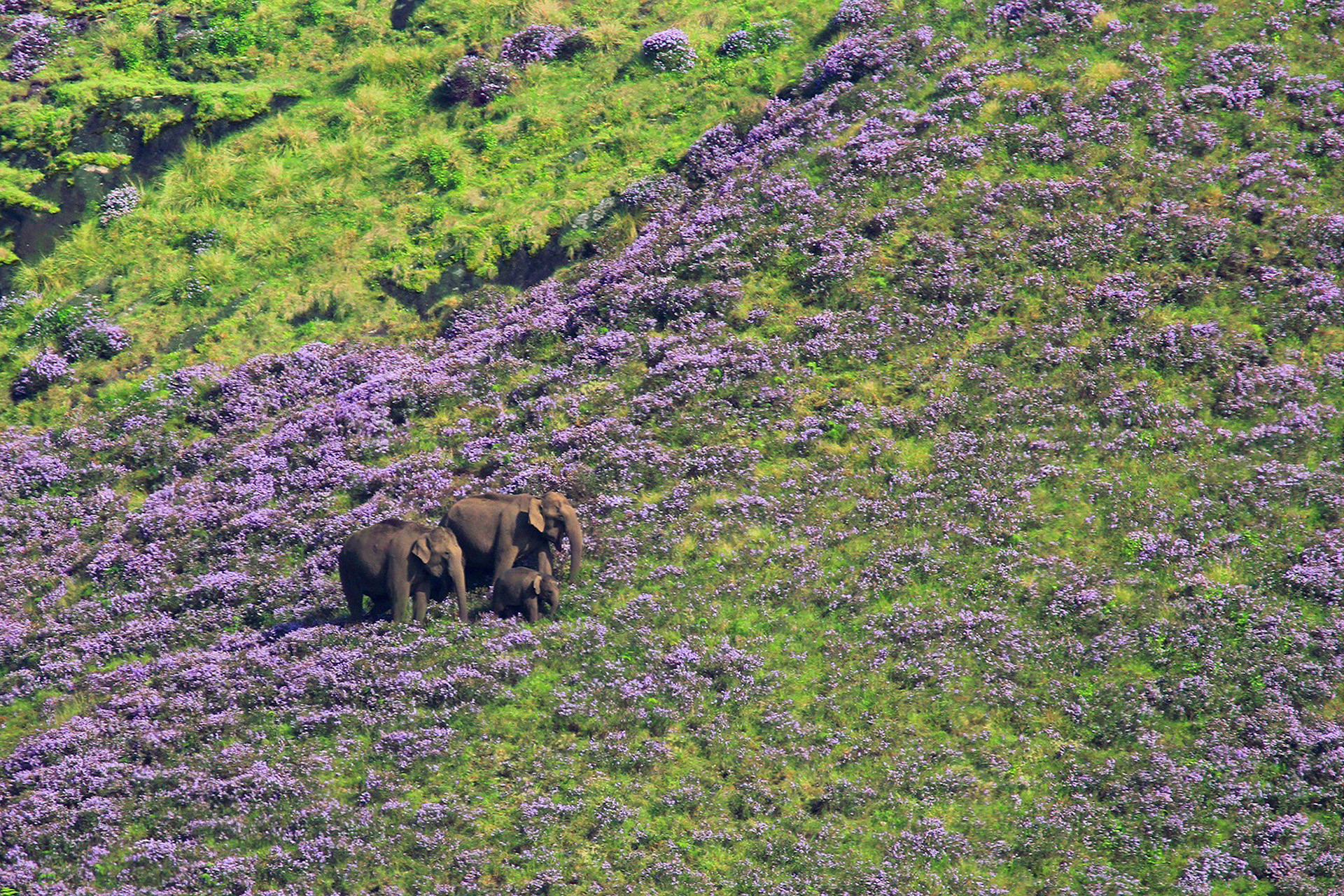 Elephants with Neelakurinji flowers in Munnar, Kerala