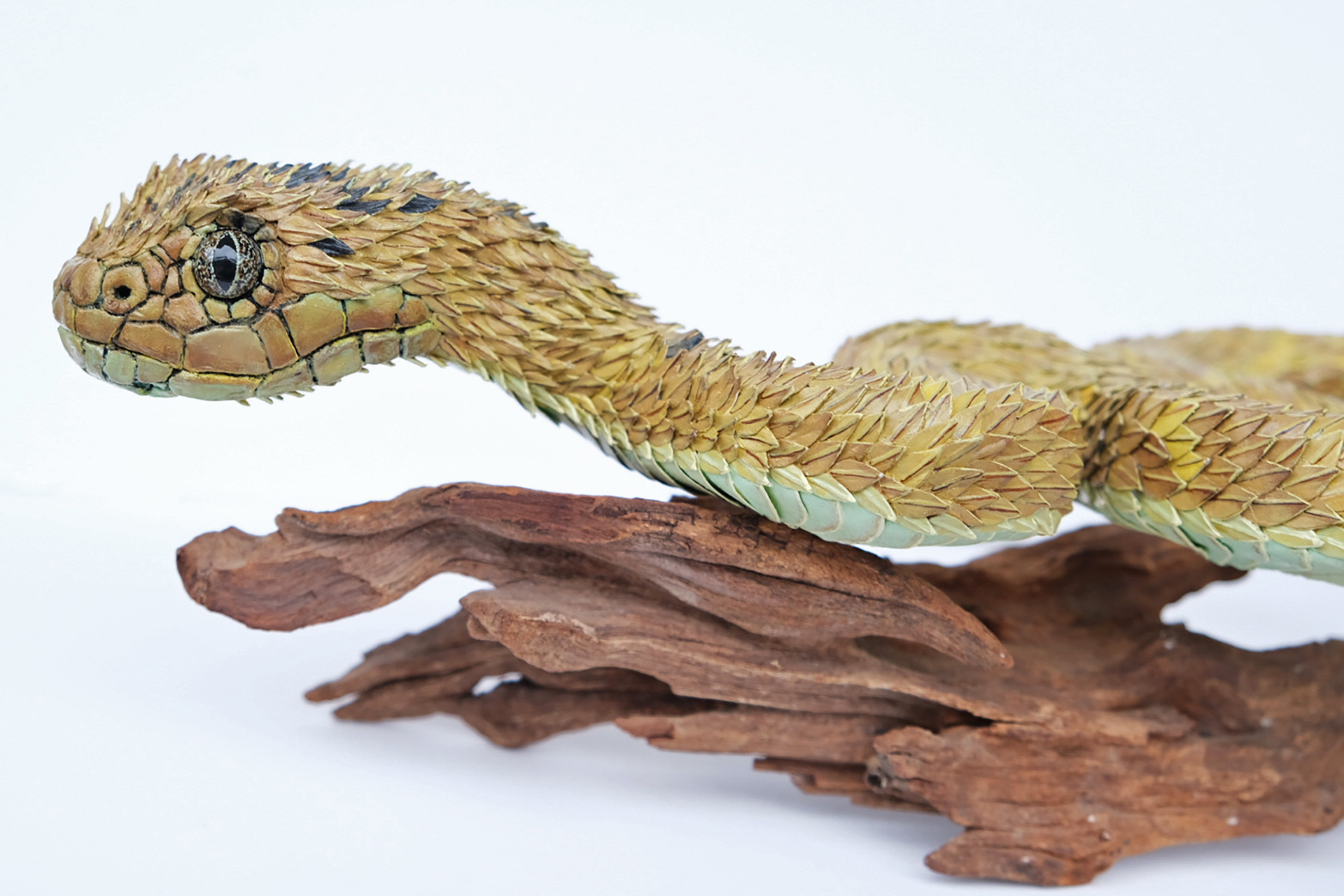 Hairy bush viper - Niharika Rajput: Sculpting Conservation, One Bird At A Time | Nature inFocus