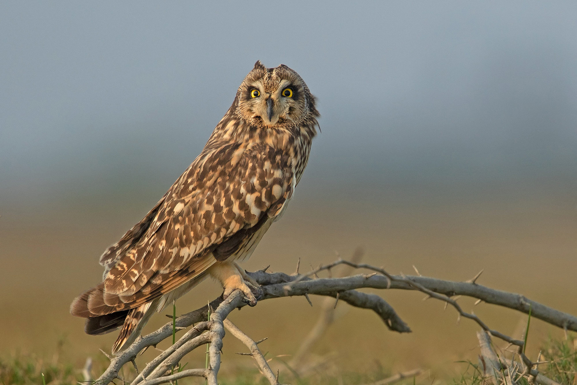 Short-eared Owl migratory bird in Tamil Nadu