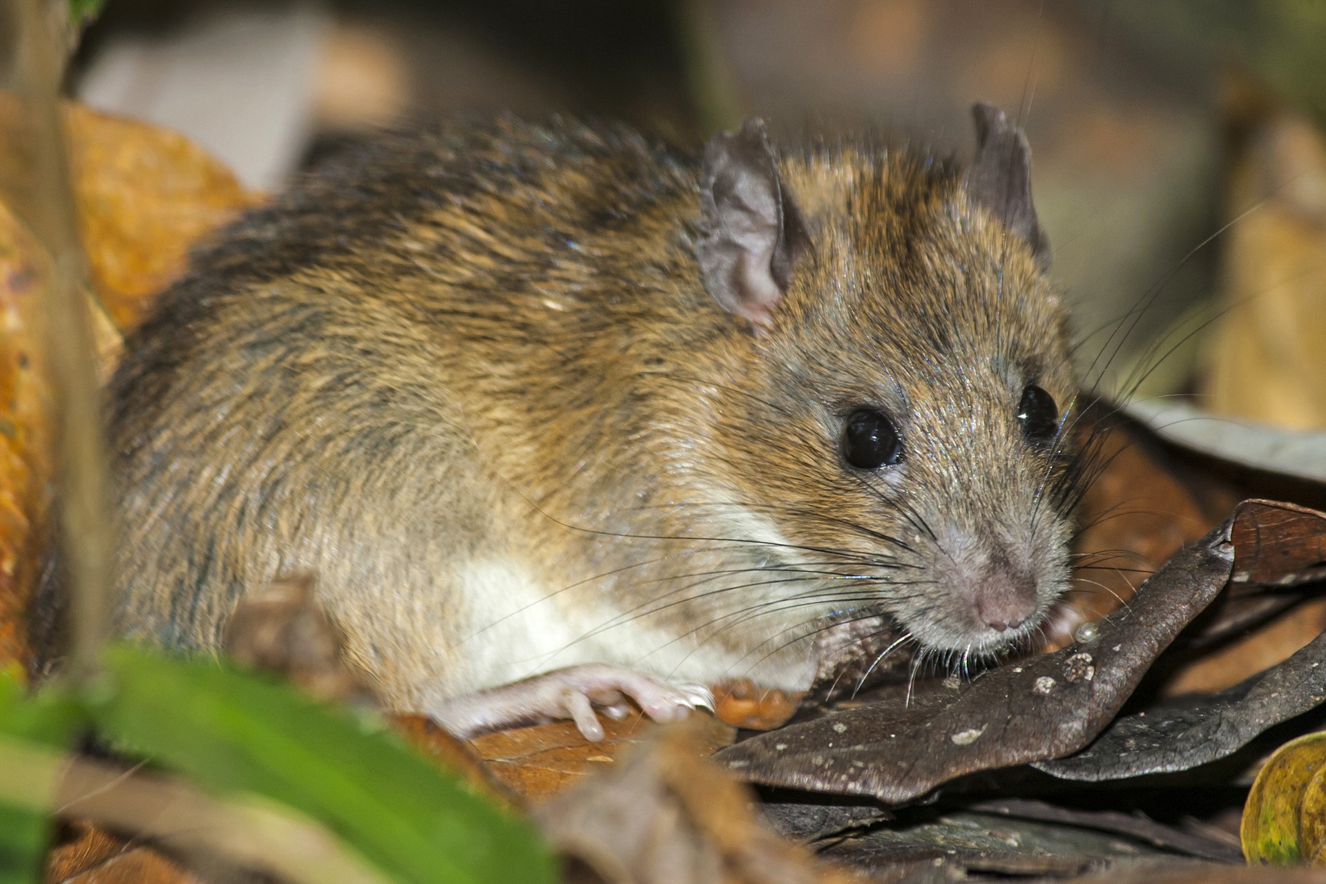Harikrishnan s rattus sp pakke - Rodents: Greedy Eaters Or Forest Helpers | Nature inFocus