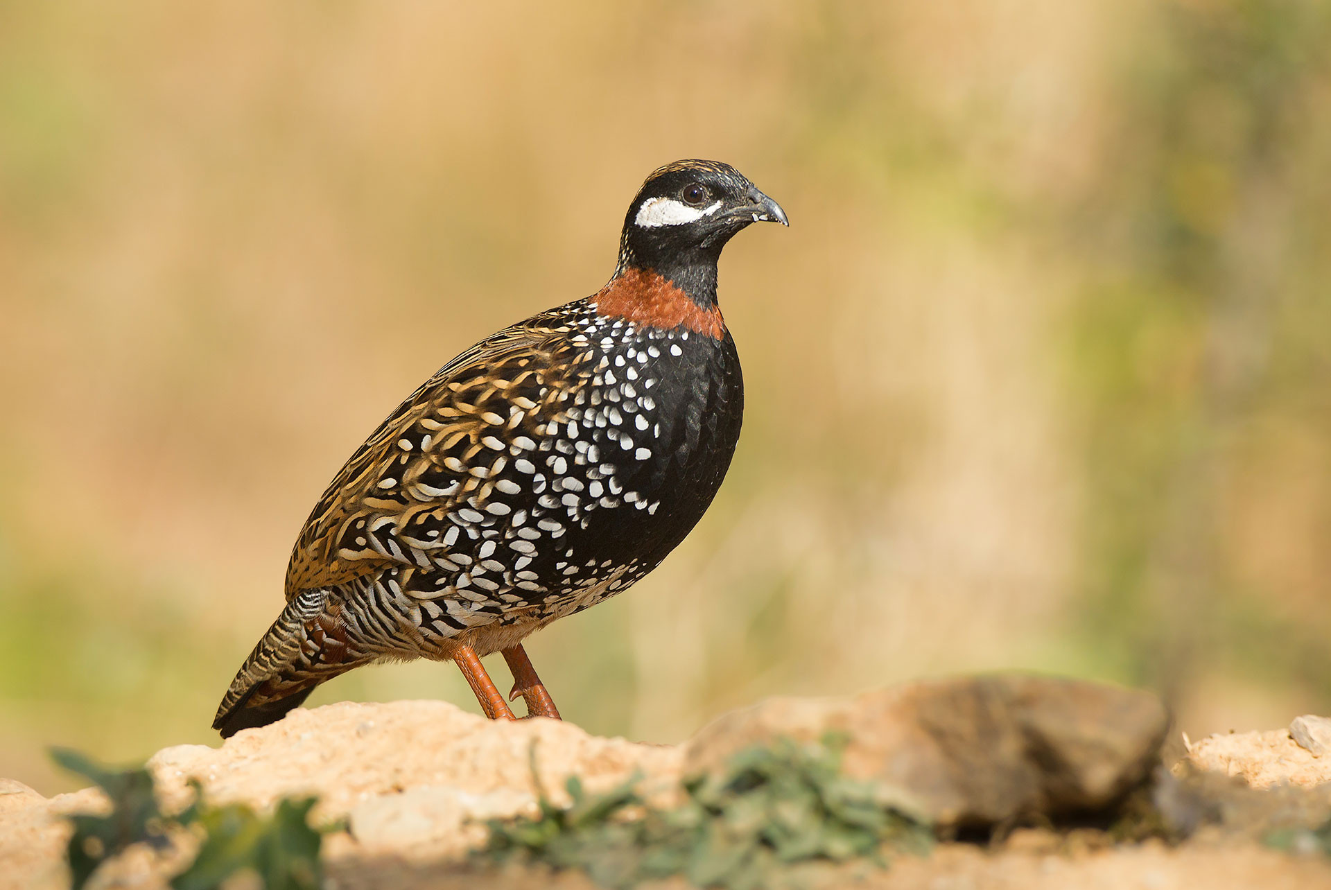 Black Francolin (Francolinus francolinus) | Nature inFocus