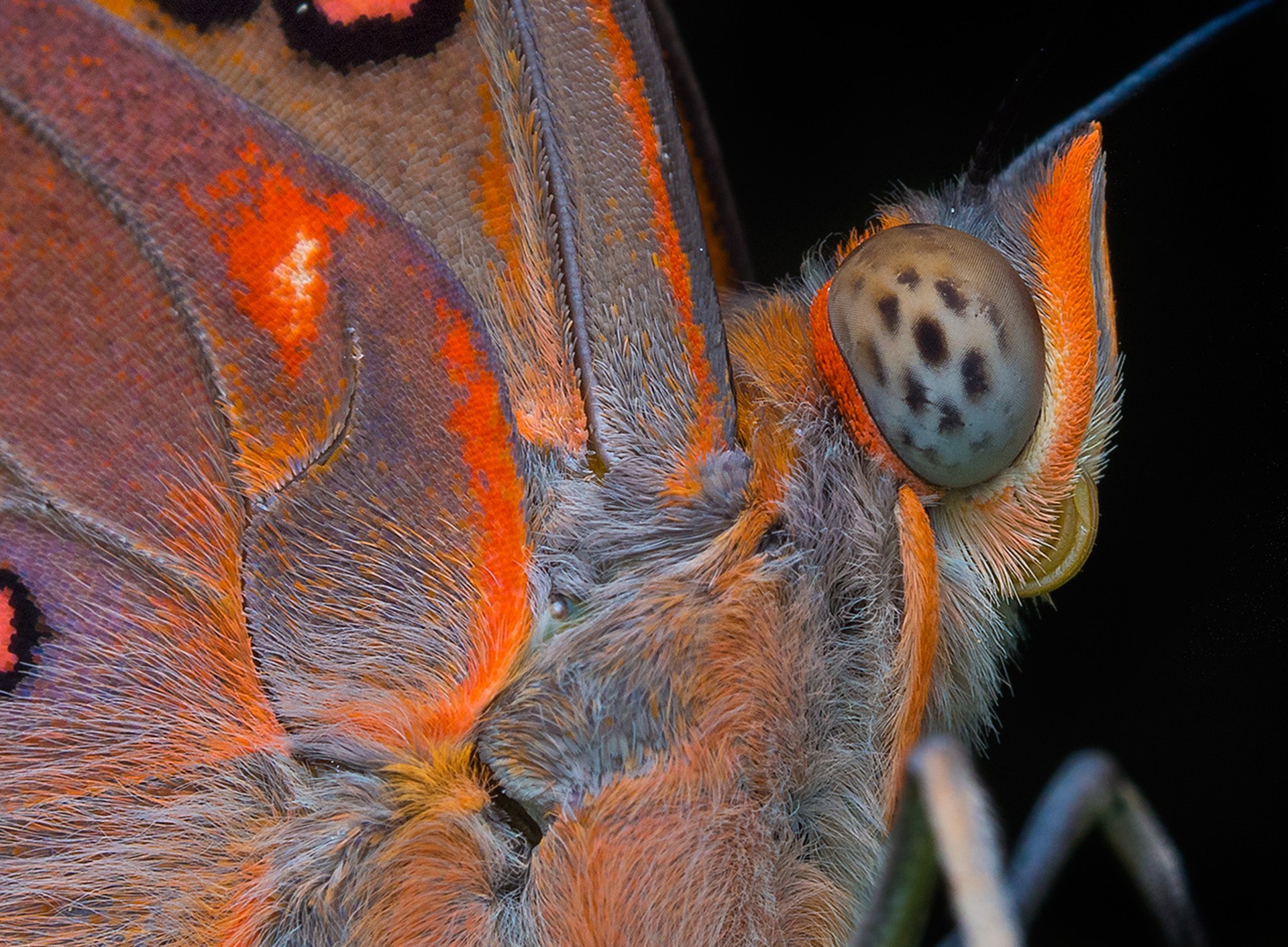 Hayath mohammed - Macro | Nature inFocus