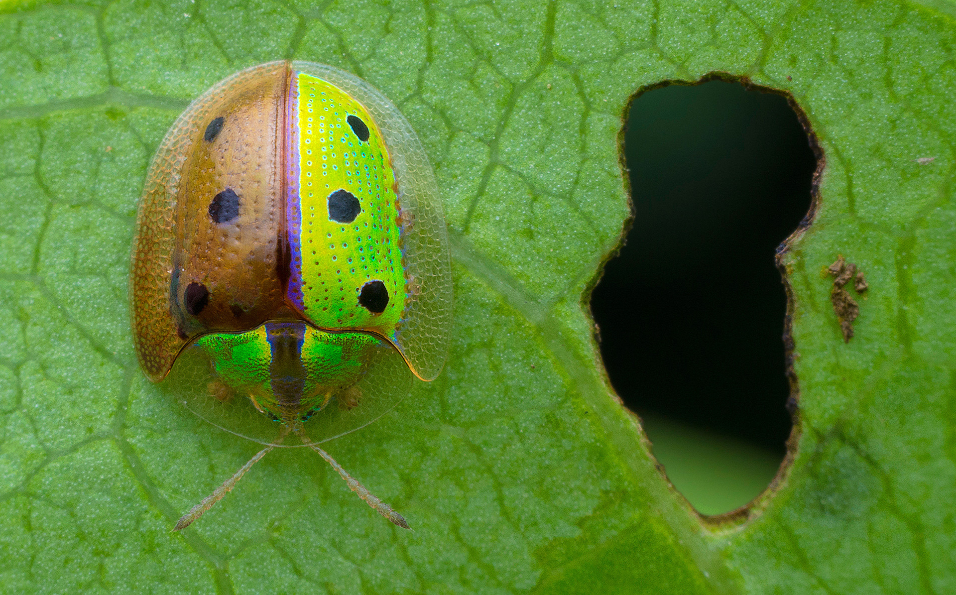 Tortoise Shell beetle or Green Tortoise beetle