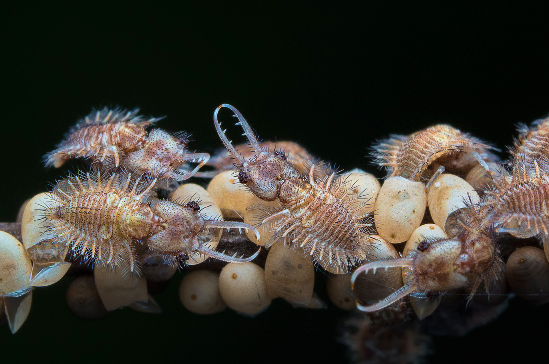 Owlfly larvae
