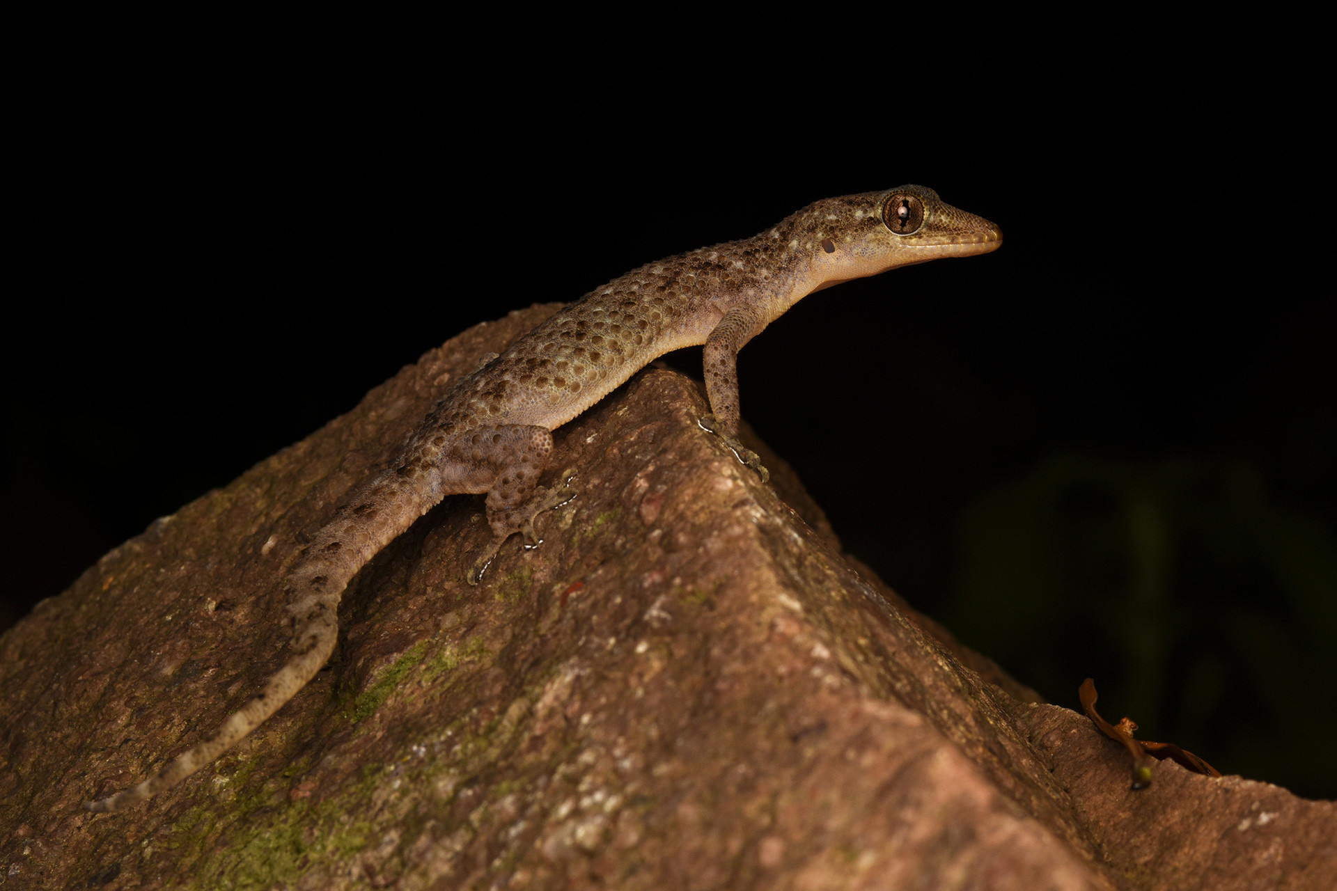 Hemidactylus varadgirii varad giri - Varad Giri: Moulding The Future Of Indian Herpetology | Nature inFocus