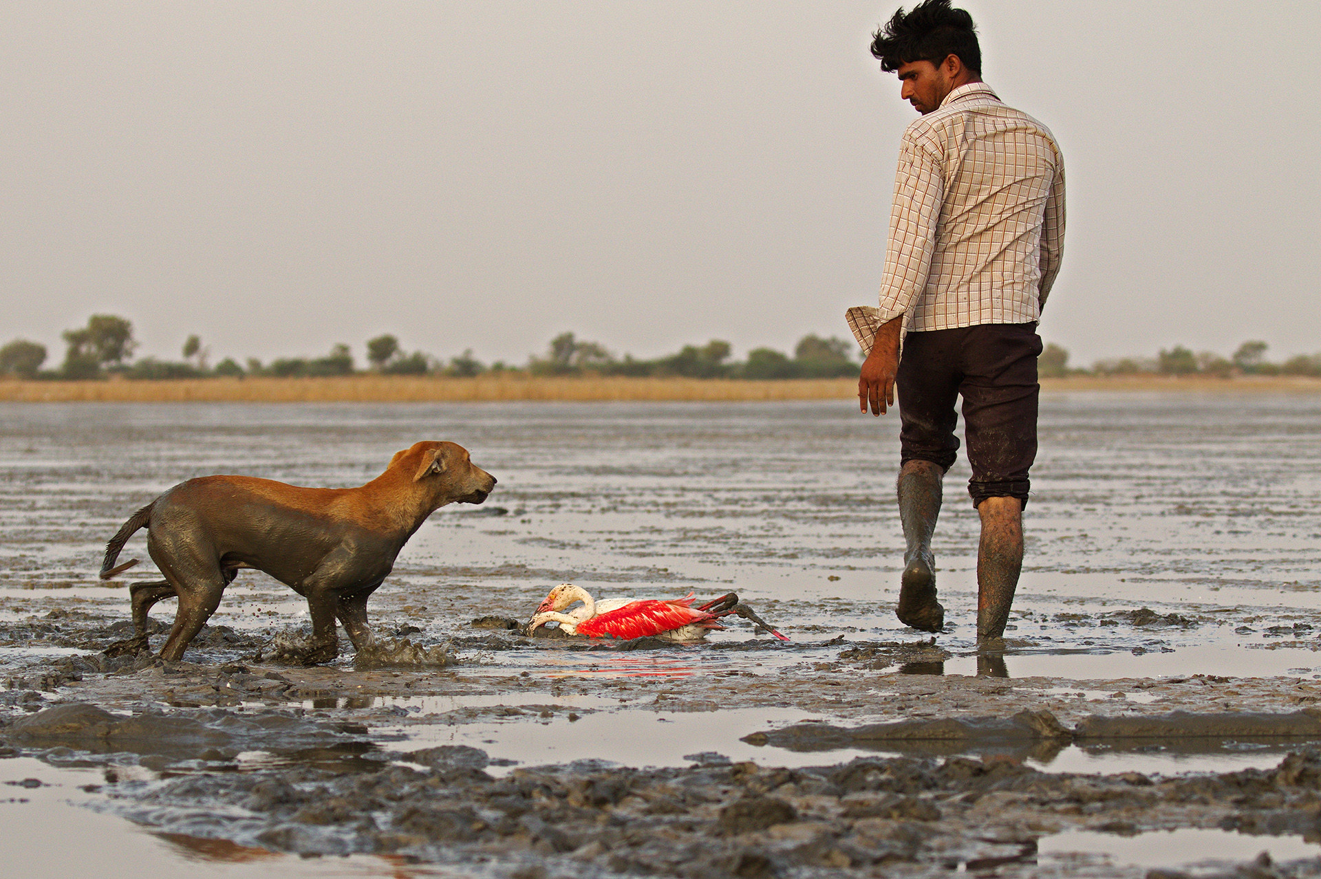 Feral dog attacking an injured flamingo