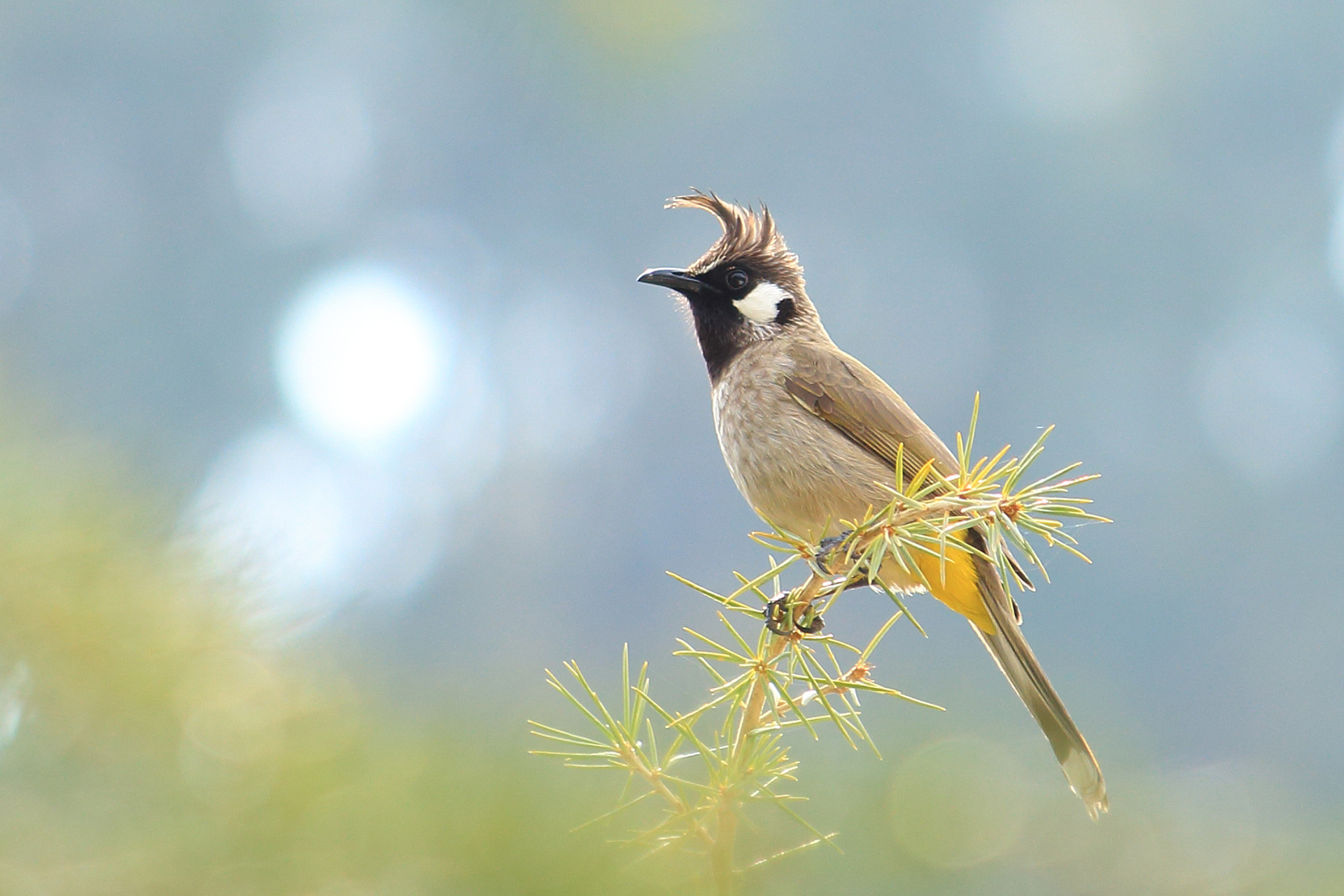 Himalayan Bulbul perched on a branch