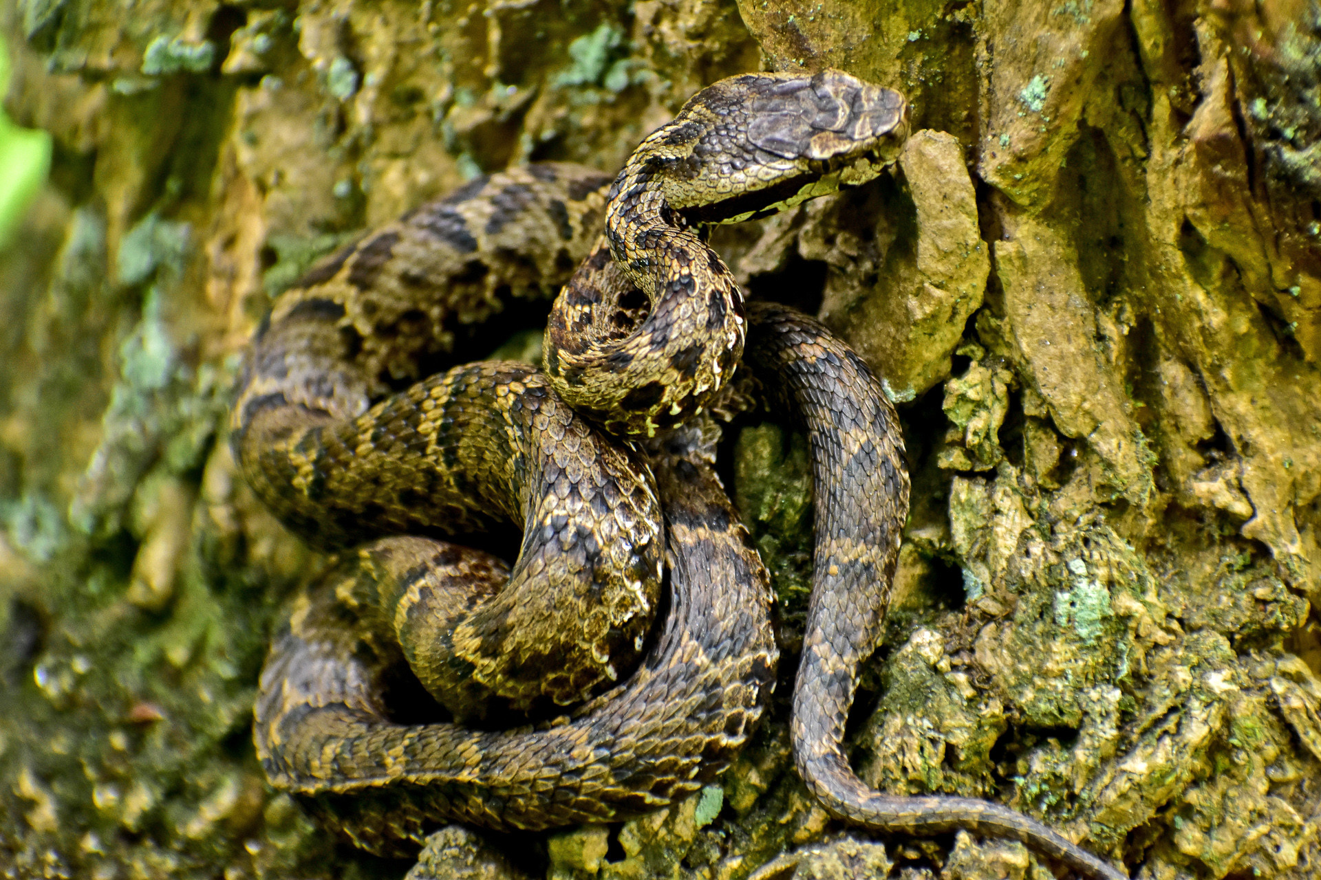 Himalayan Pit Viper Gloydius himalayanus