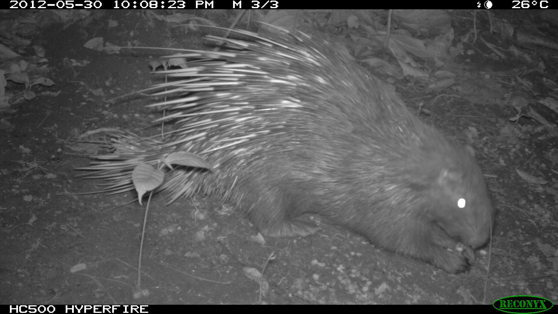 Himalyan crestless porcupine eating seeds - Rodents: Greedy Eaters Or Forest Helpers | Nature inFocus