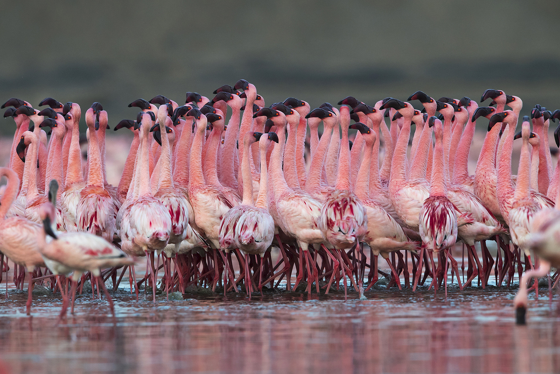 Lesser Flamingo courtship dance in Porbandar, Gujarat