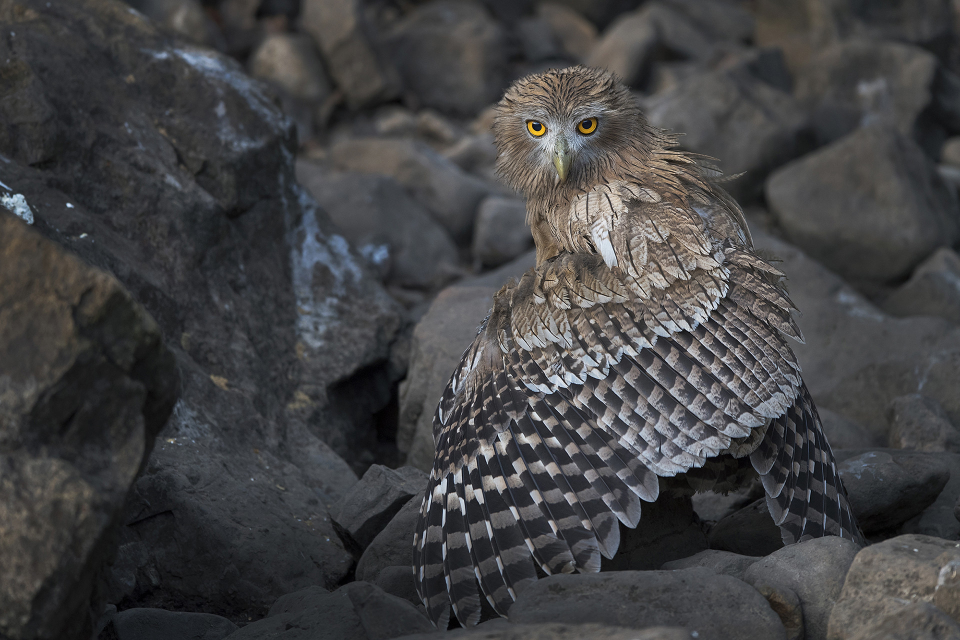 Brown Fish-Owl Ketupa zeylonensis in Ranthambhore National Park