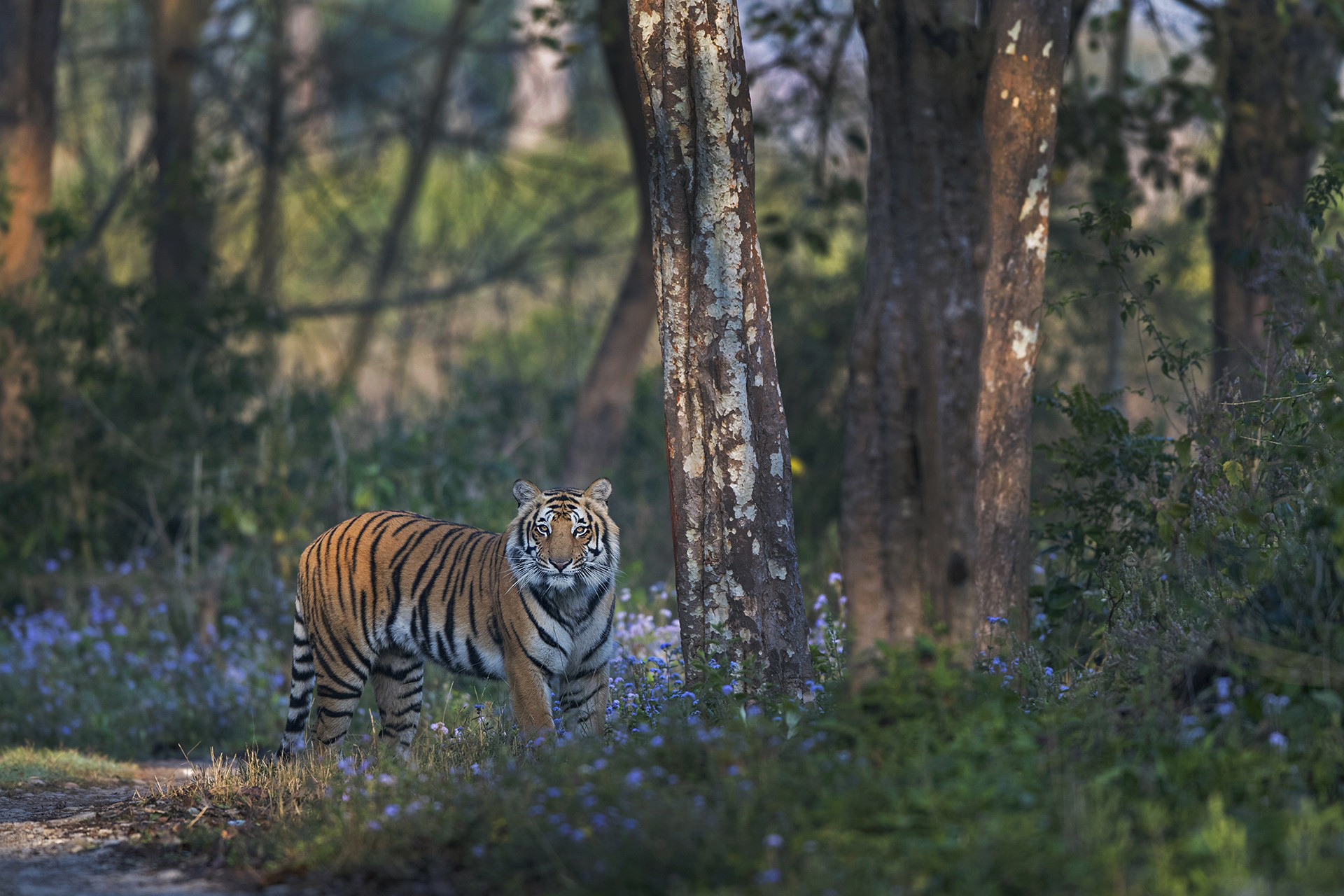Bengal Tiger in Corbett National Park