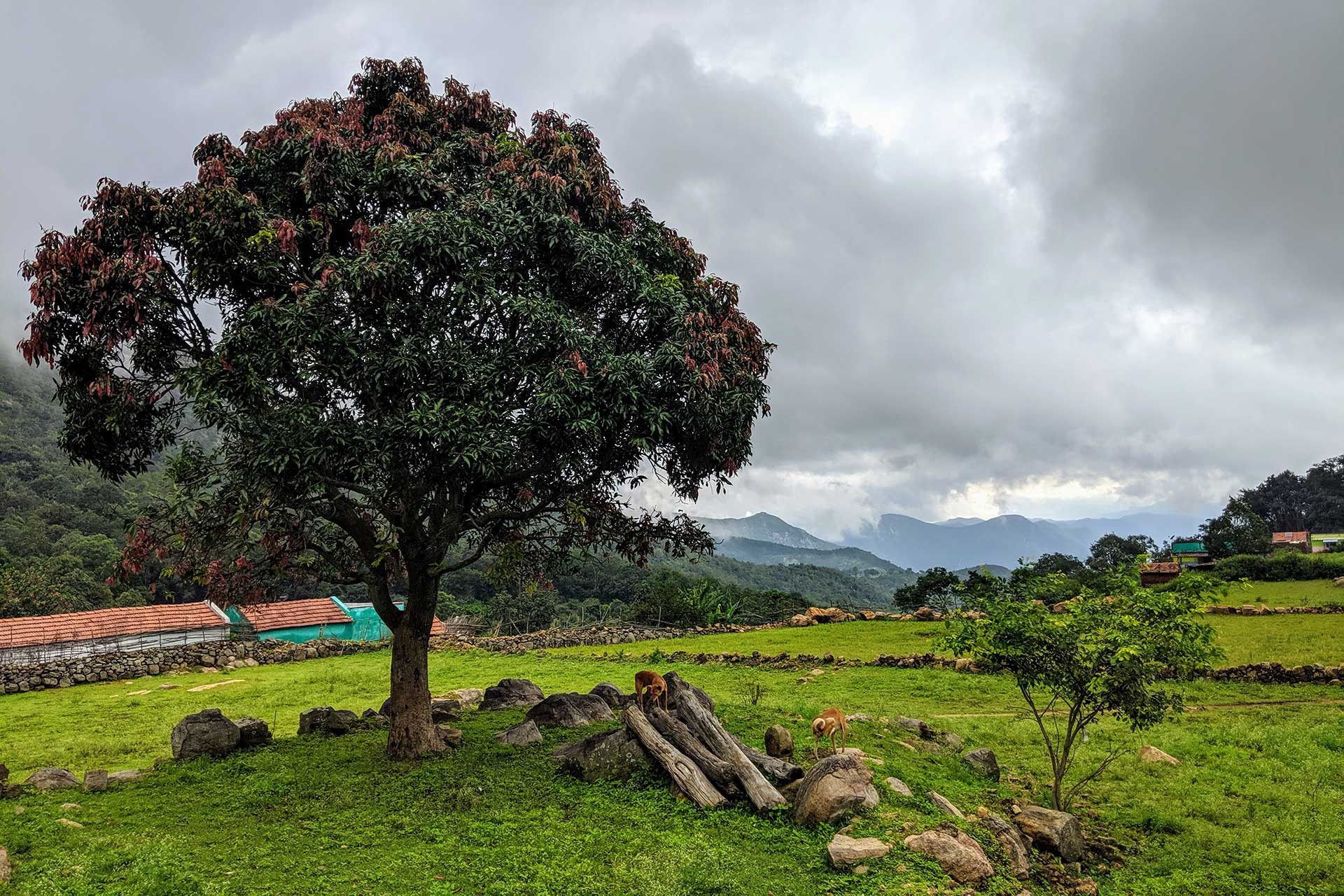 Kokkabare, MM Hills Wildlife Sanctuary