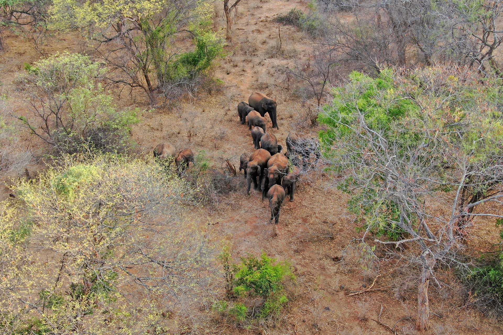 Aerial photograph of an elephant herd