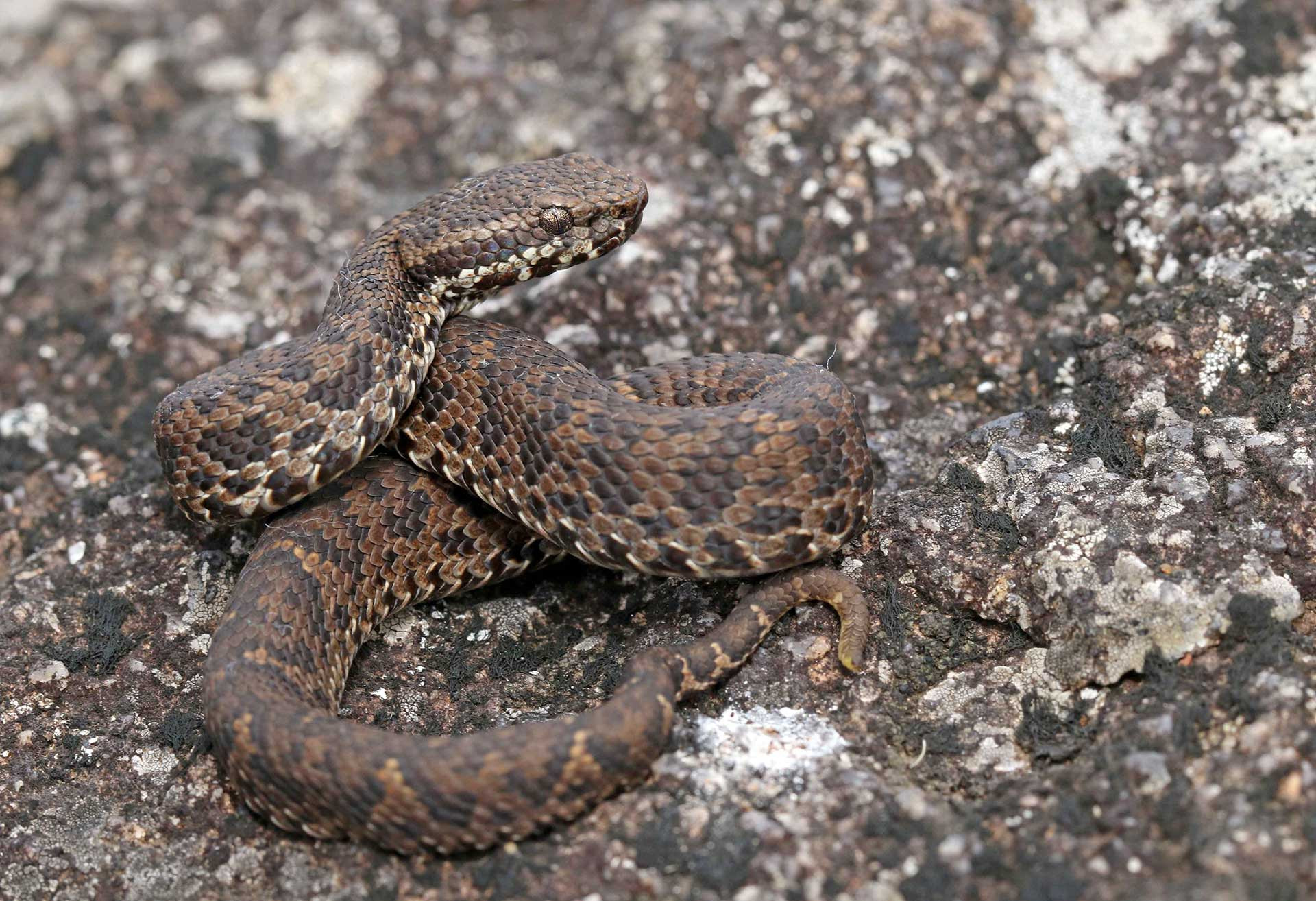 Horseshoe Pit Viper (Craspedocephalus strigatus) endemic to the Nilgiris of Western Ghats
