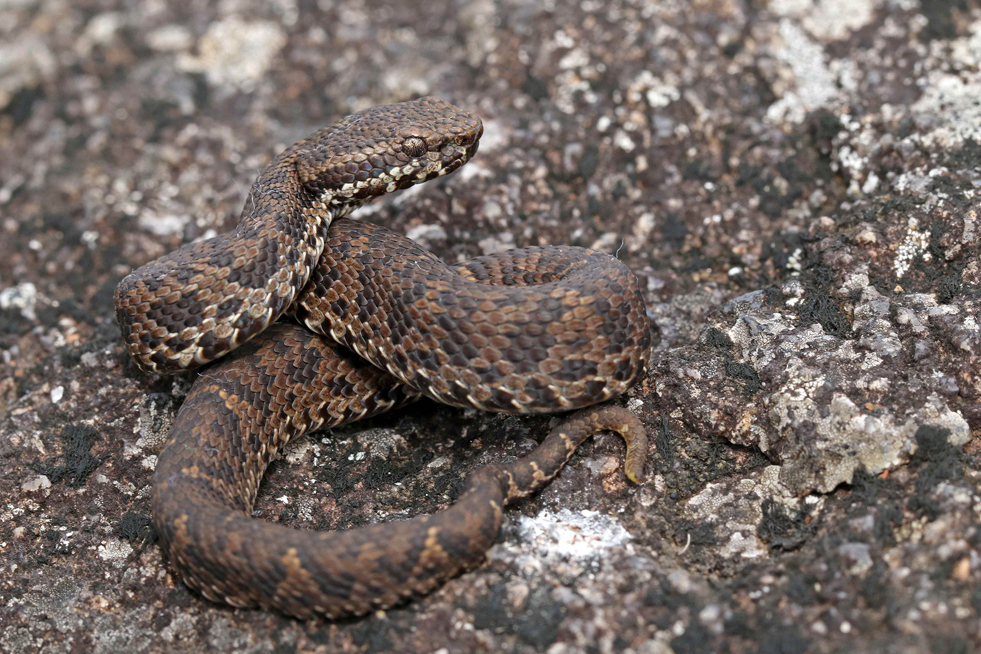 Horseshoe Pit Viper Craspedocephalus strigatus