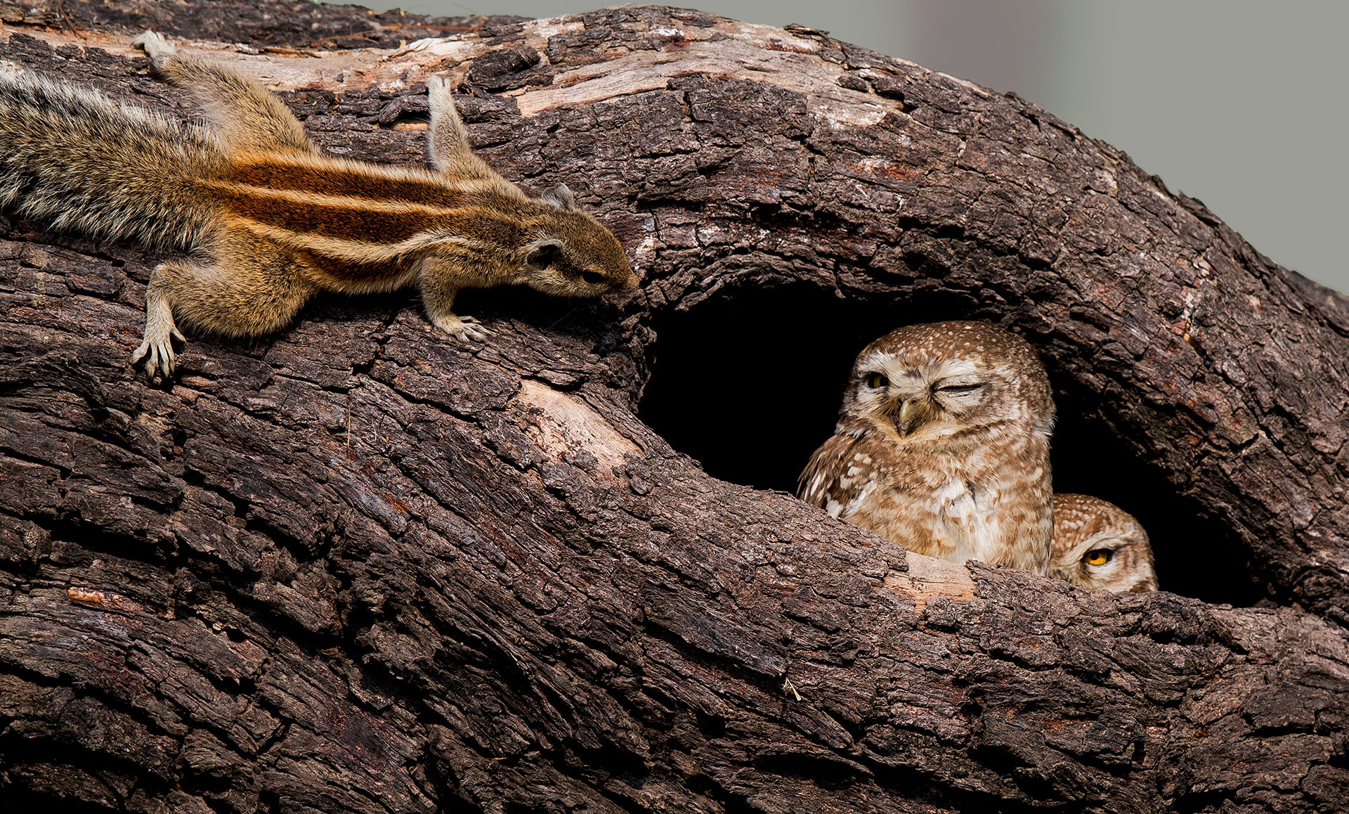 Humour and wildlife   indranil basu mallick - Nature inFocus Photography Awards 2018: The Winners | Nature inFocus