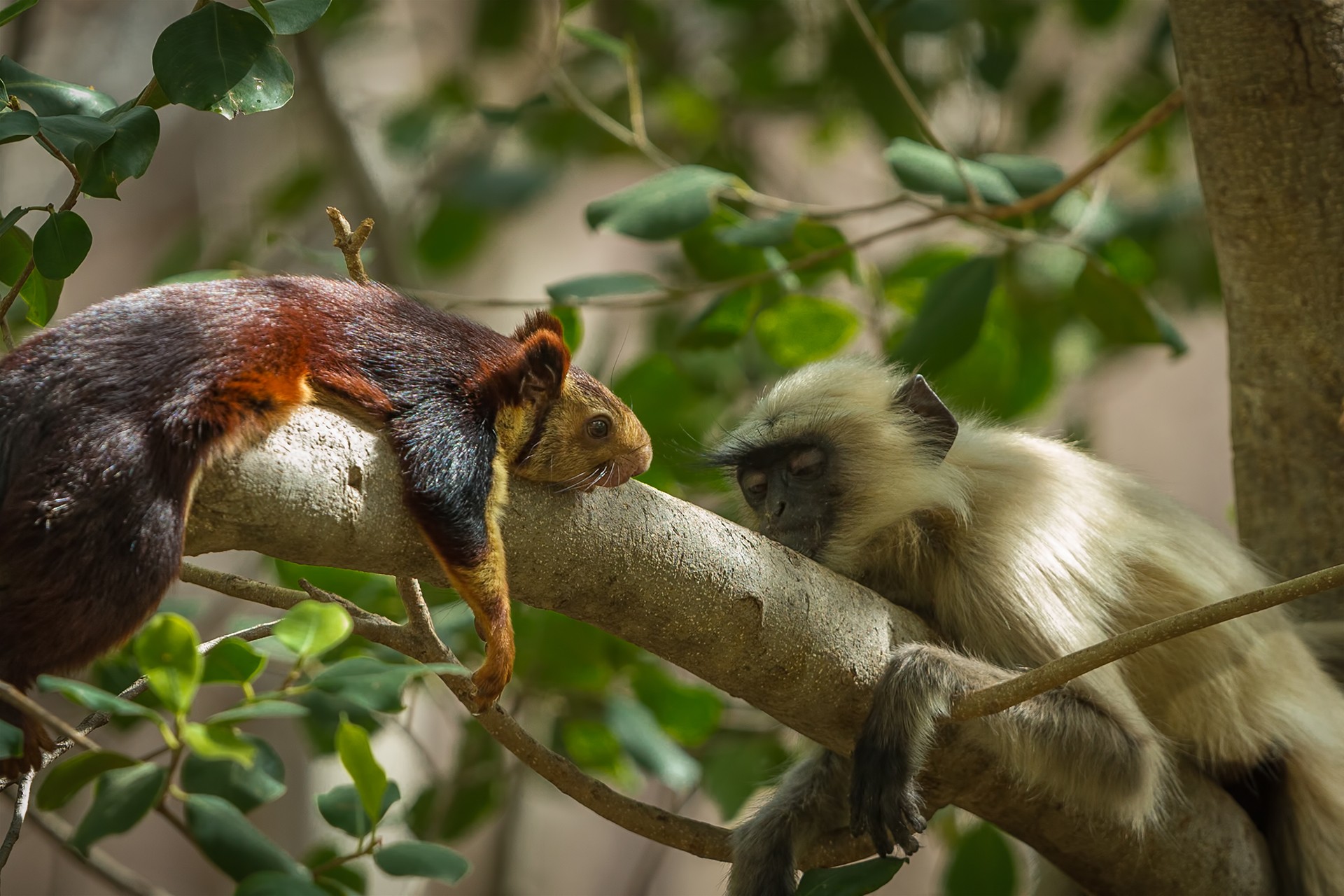 Humour and wildlife   sarosh lodhi - Nature inFocus Photography Awards 2018: The Winners | Nature inFocus