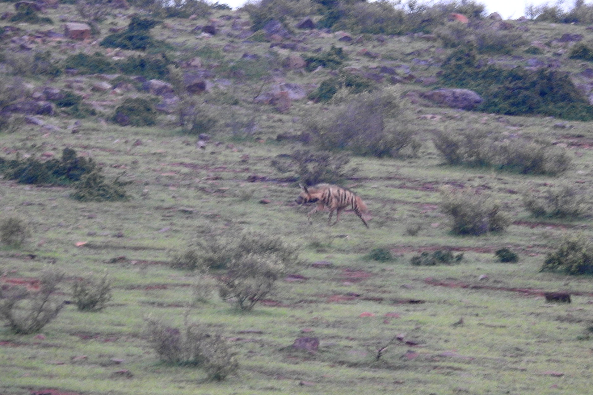 Striped Hyena in Kailadevi Wildlife Sanctuary