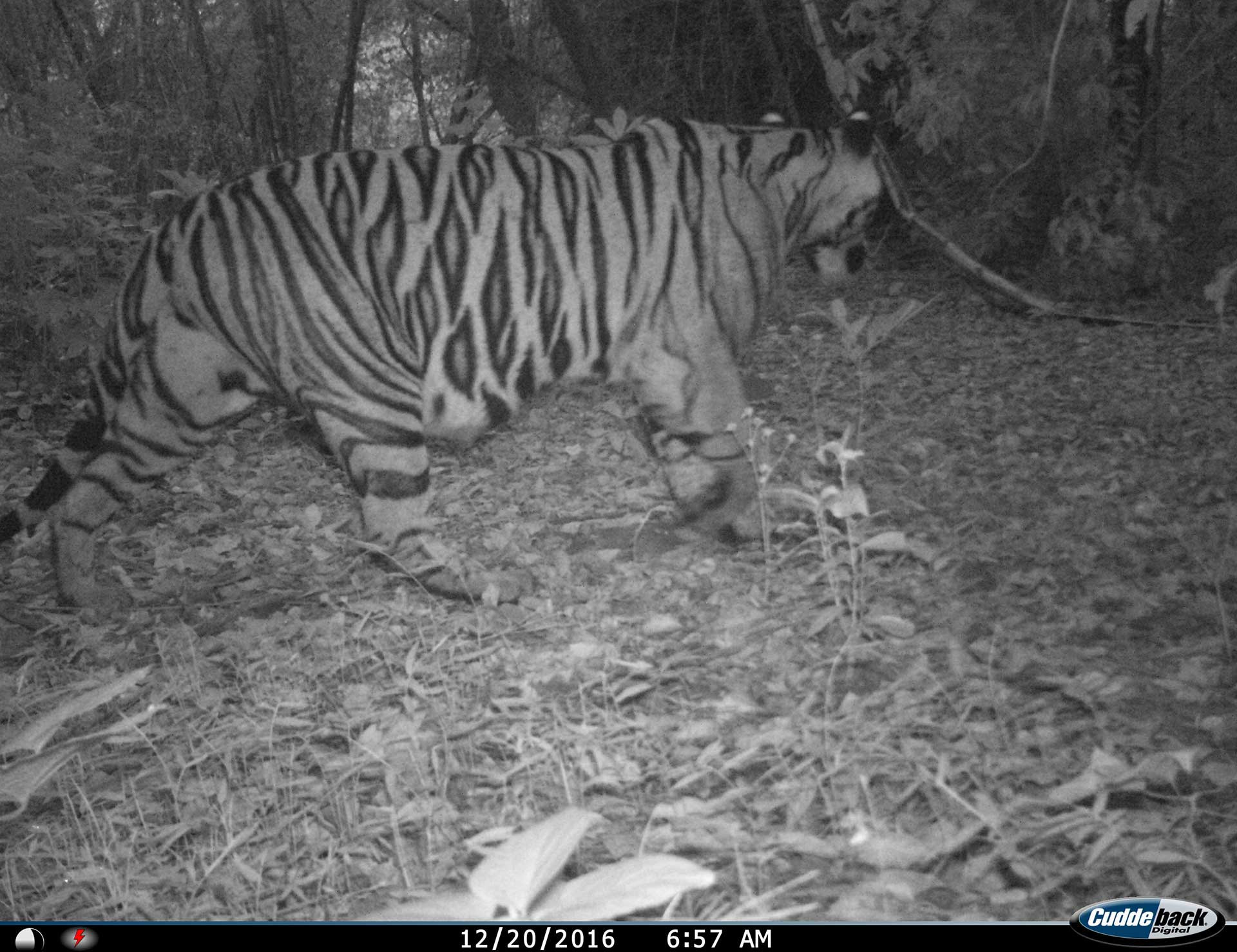 A visibly pregnant TT2 captured in 2016 on camera-trap | Nature inFocus